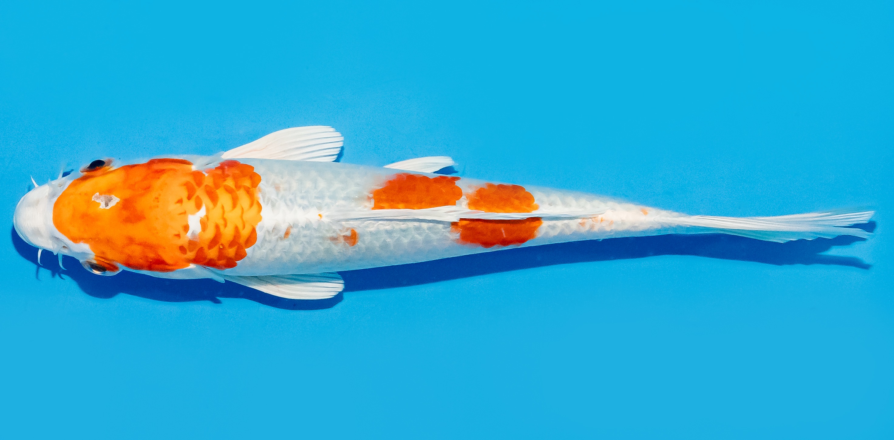 Koi 20-25cm Nr. 8653