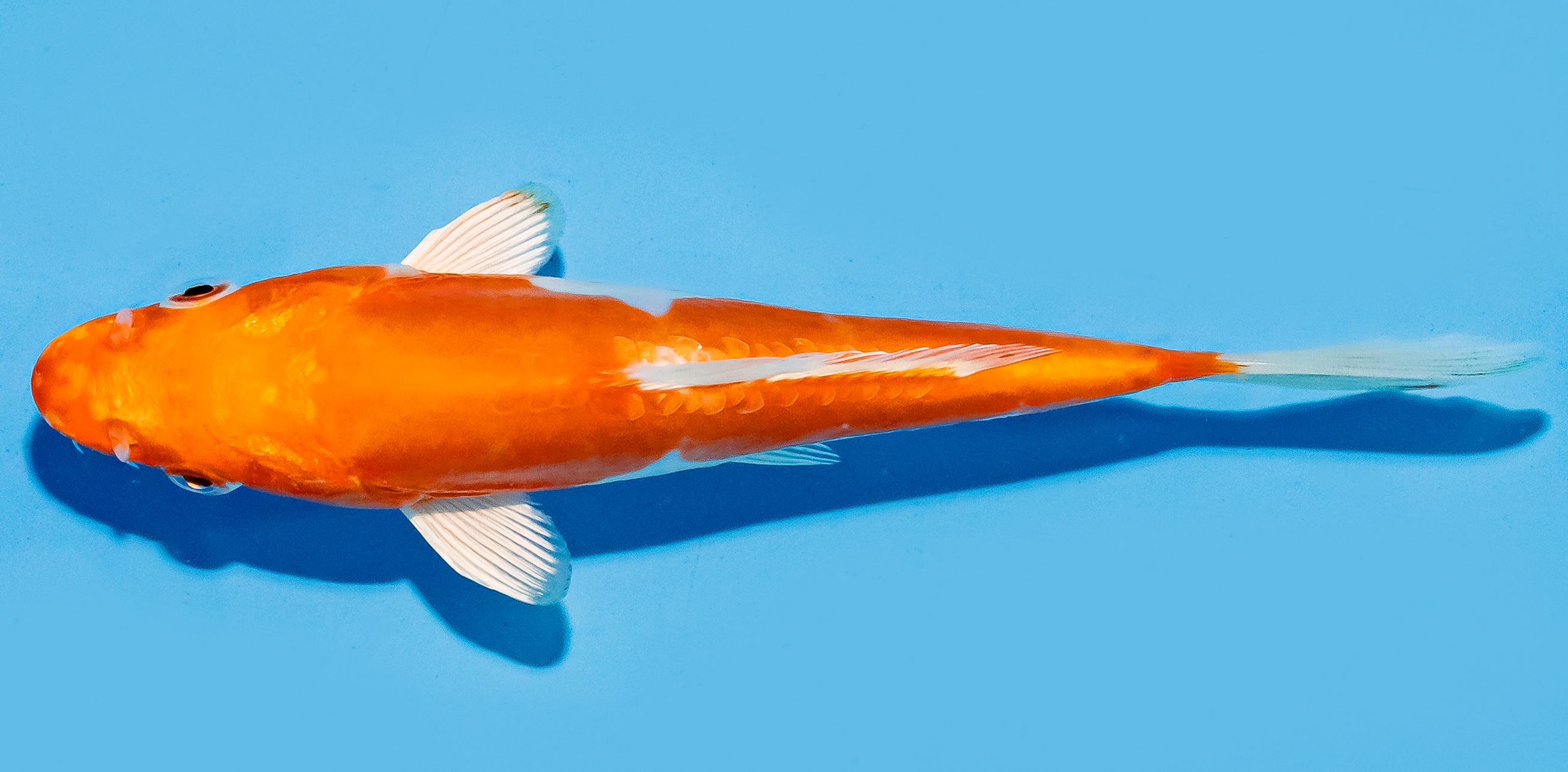 Koi 17-20cm Nr. 8812