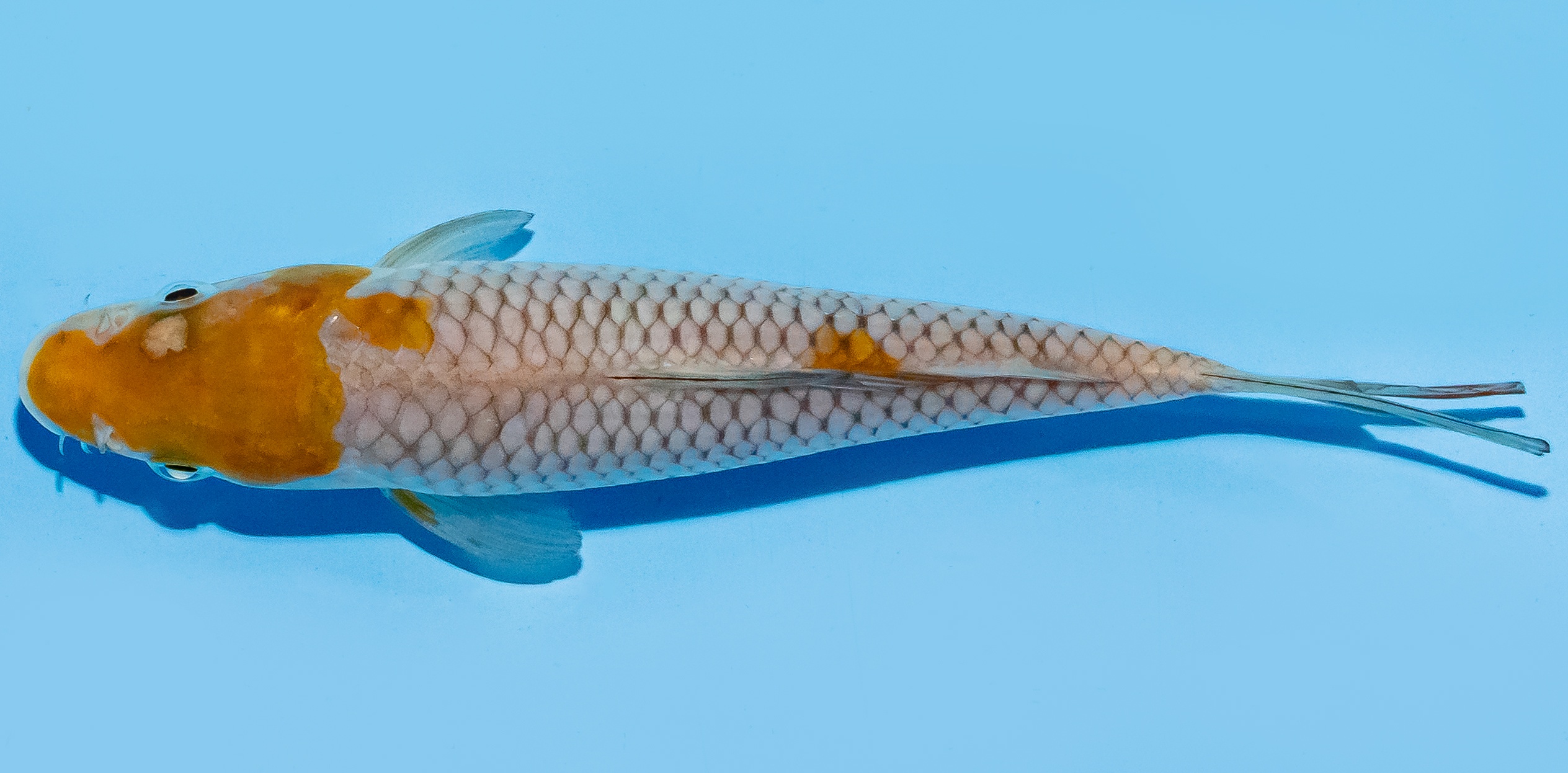 Koi 17-20cm Nr. 8740