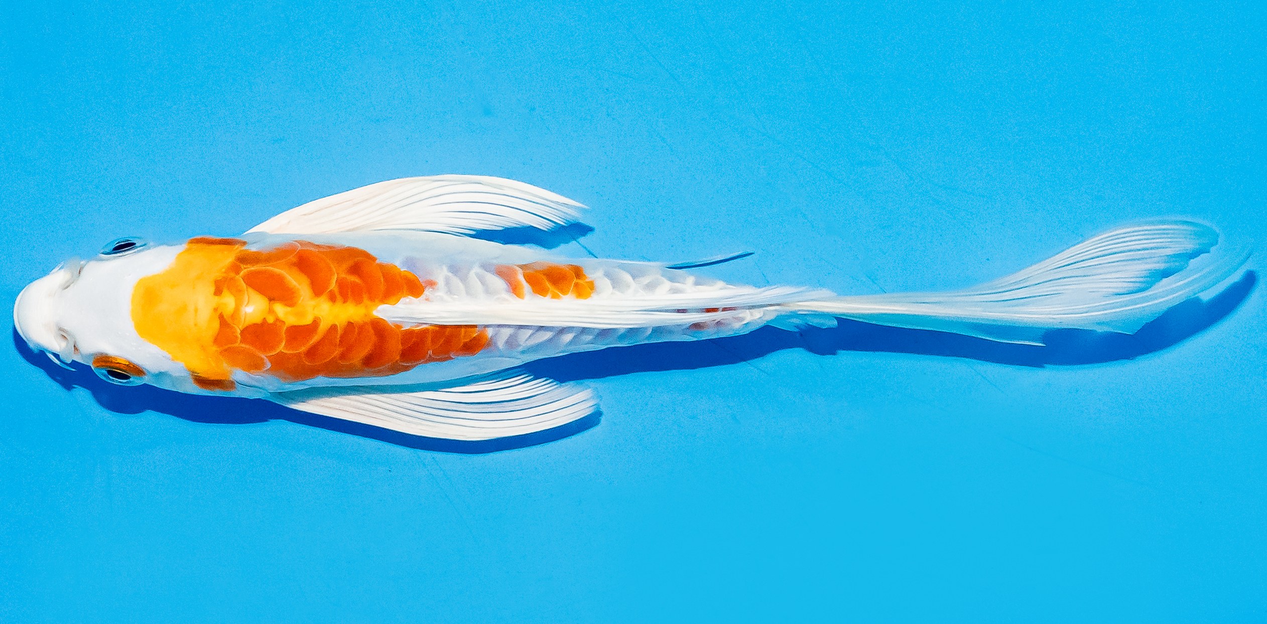 Butterfly Koi 17-20cm Nr. 5966