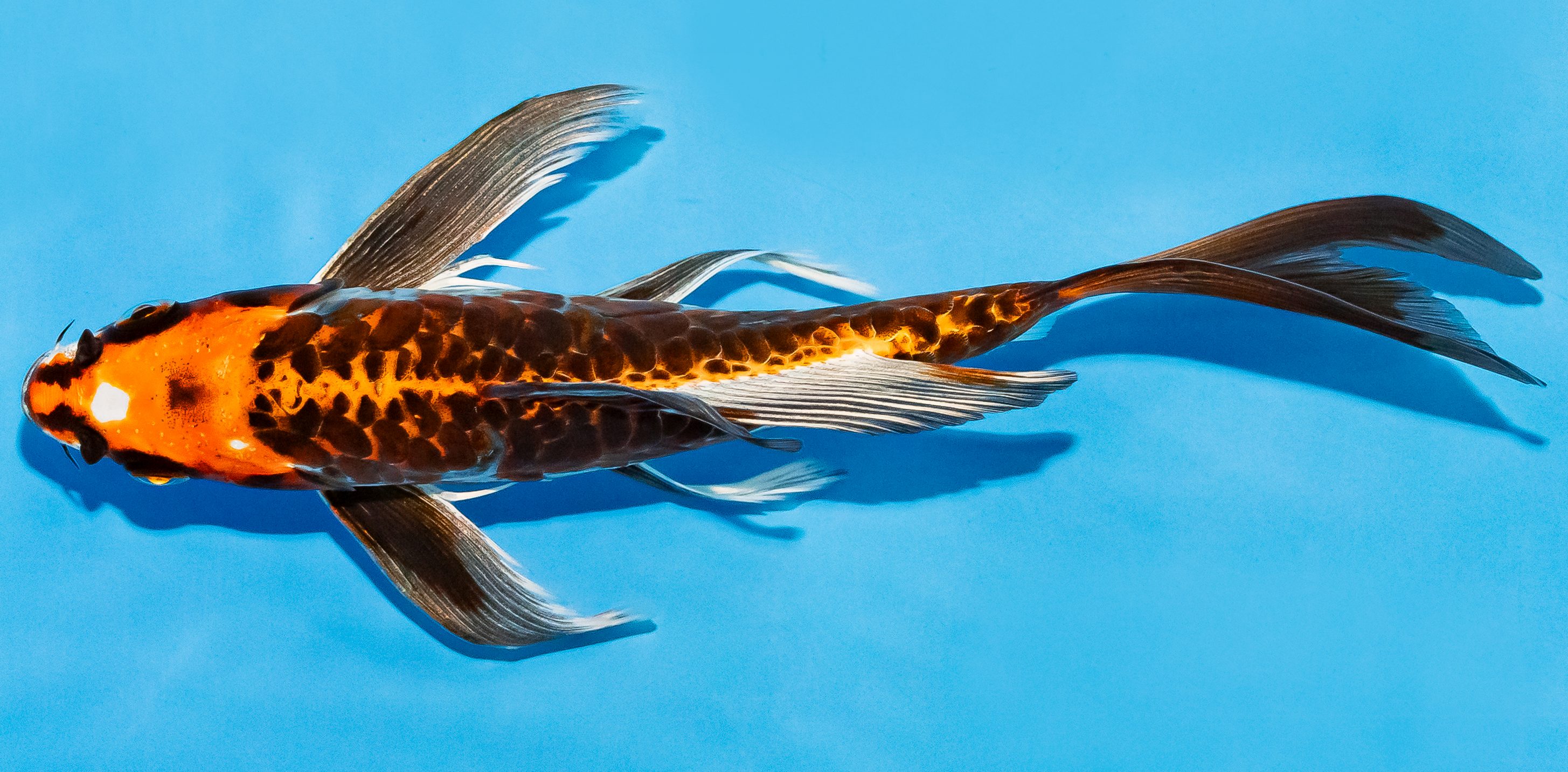 Butterfly Koi 20-25cm Nr. 7318