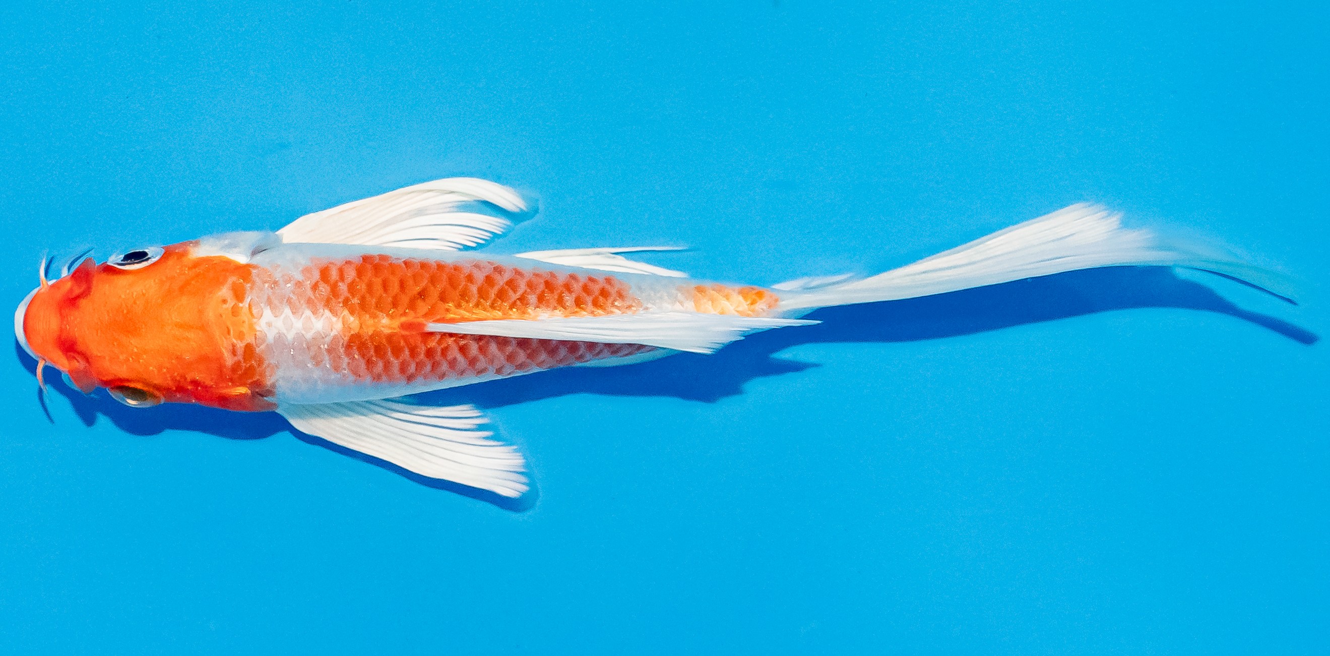 Butterfly Koi 14-17cm Nr. 2572