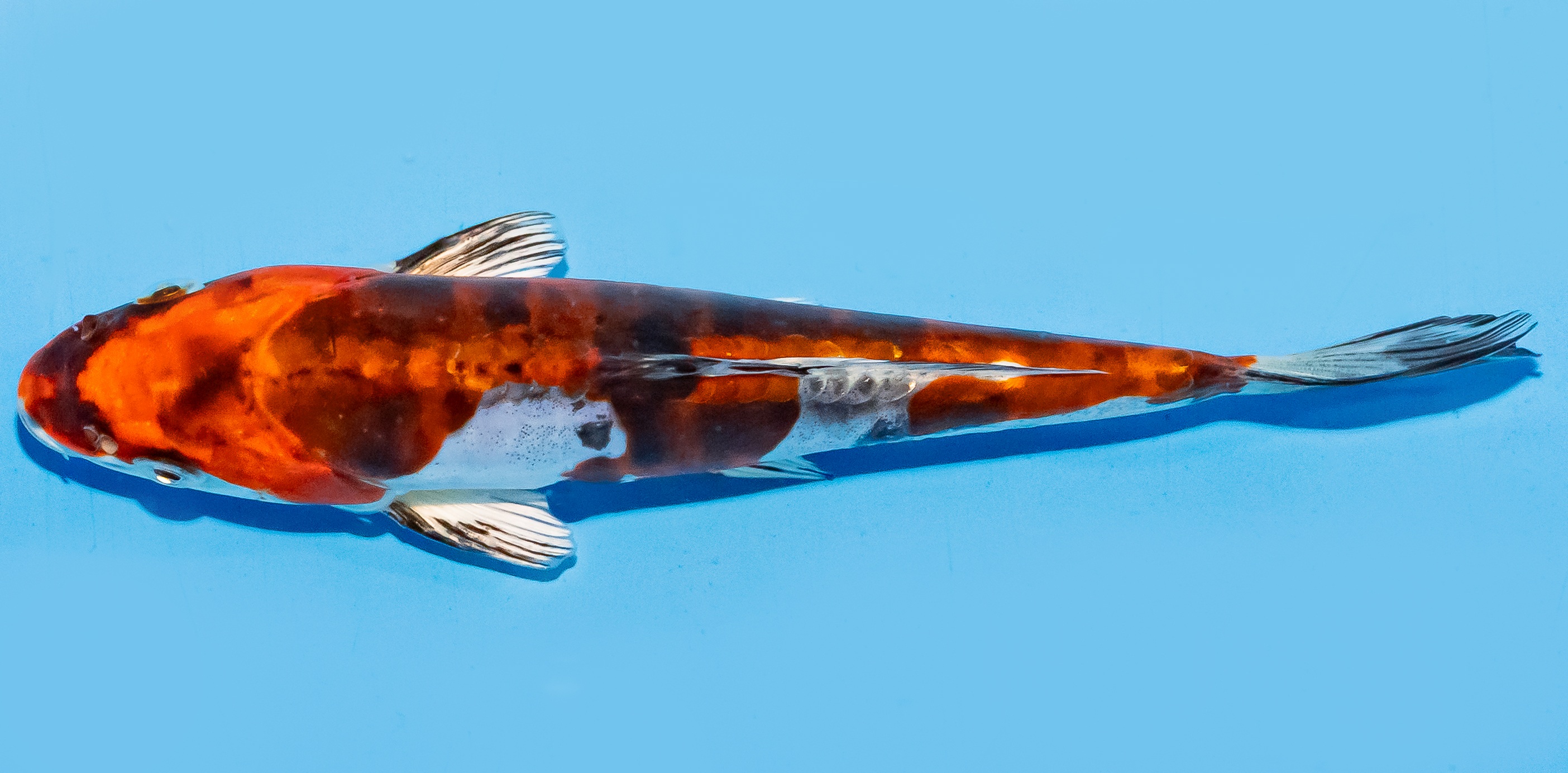 Koi 20-25cm Nr. 7557