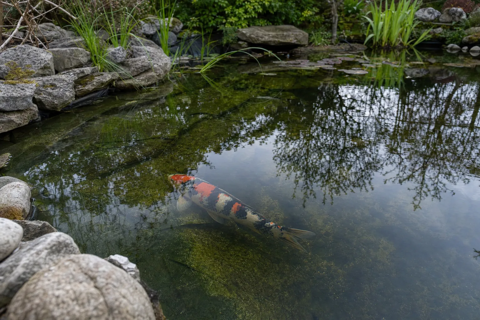 Koi dicht unter der Wasseroberfläche eines Gartenteichs, Haut und Flossen gut erkennbar (computergeneriertes Symbolbild)