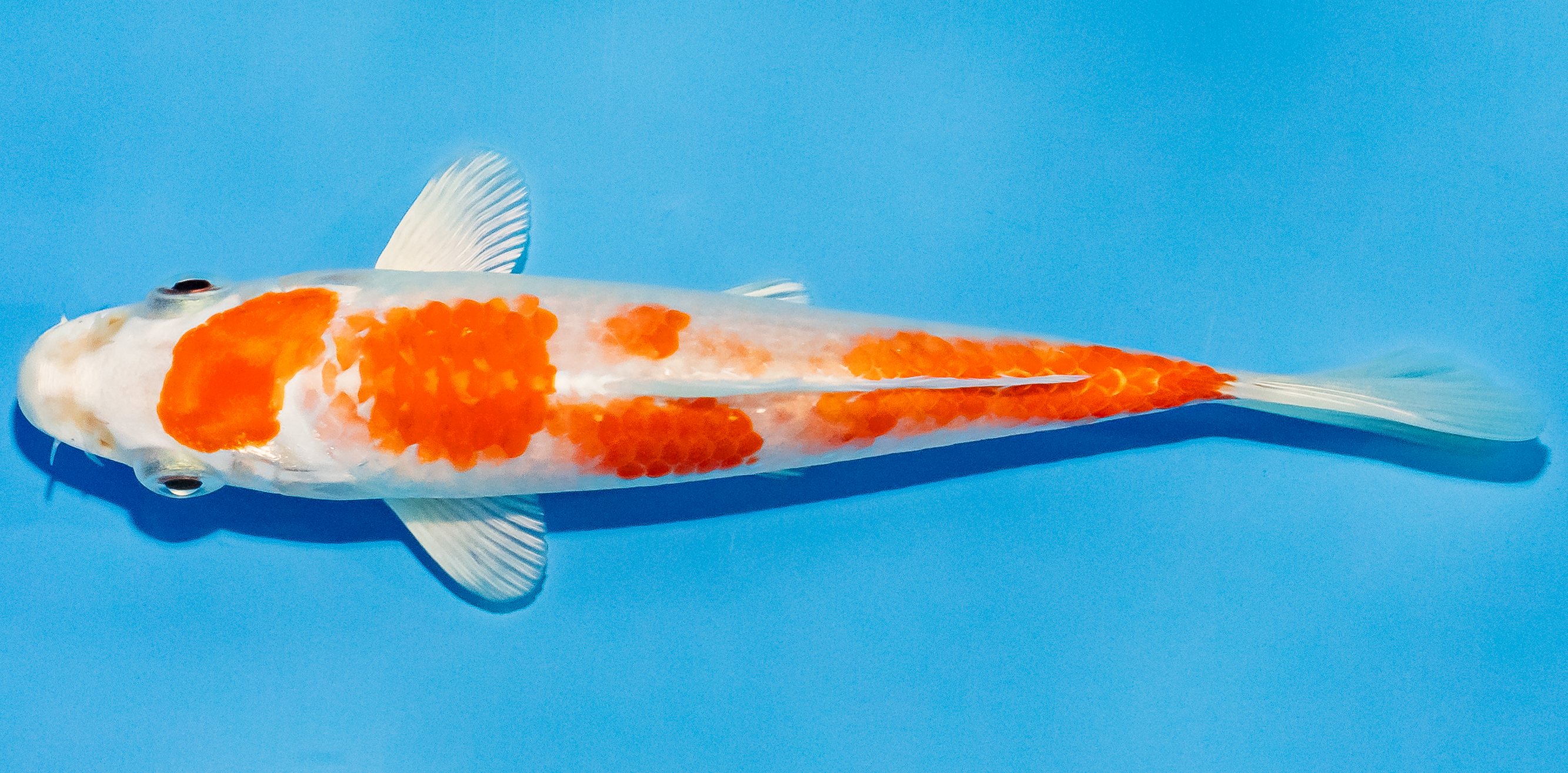 Koi 14-17cm Nr. 2792