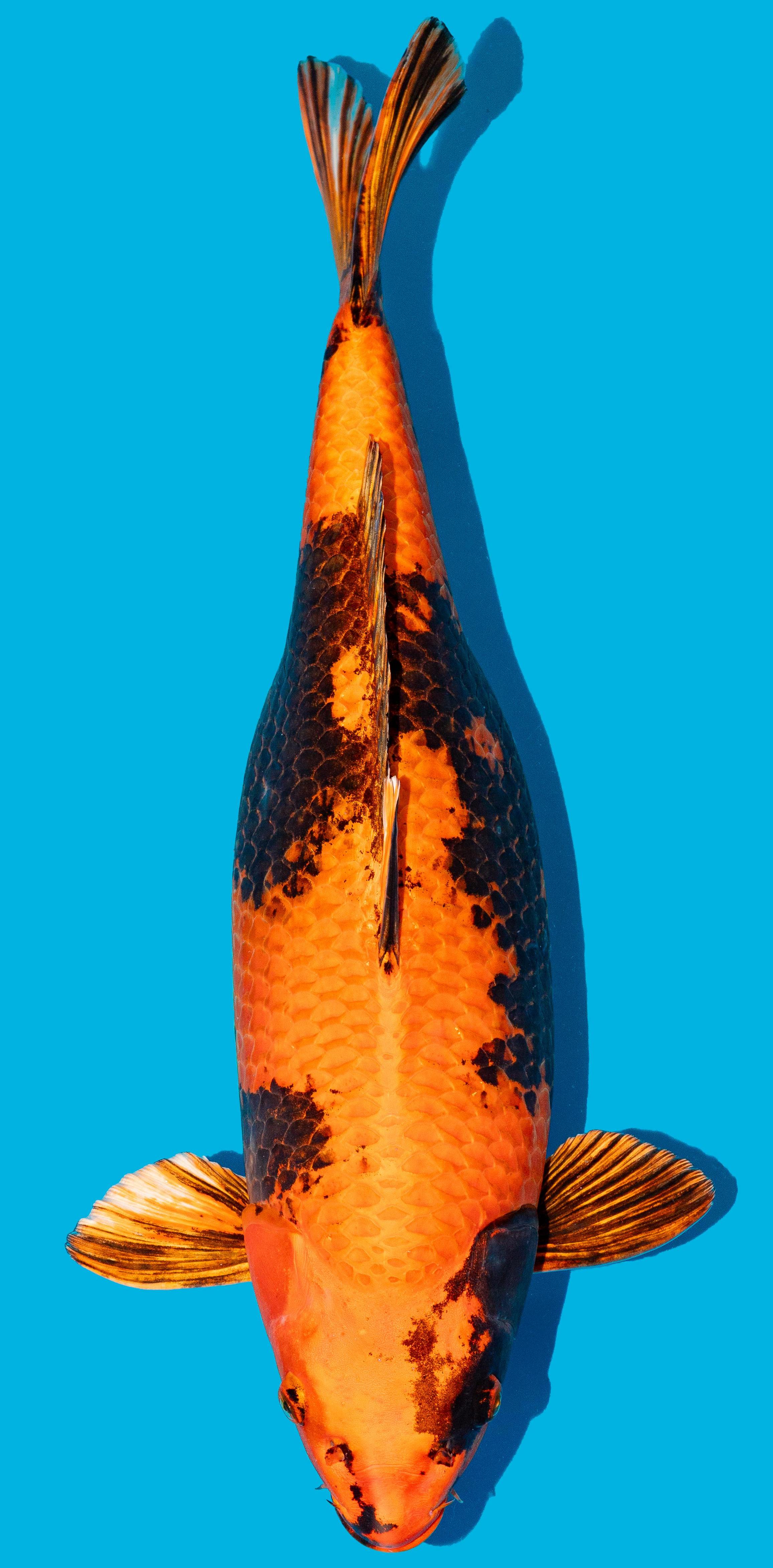Kin Utsuri 52-56cm Nr. 4804
