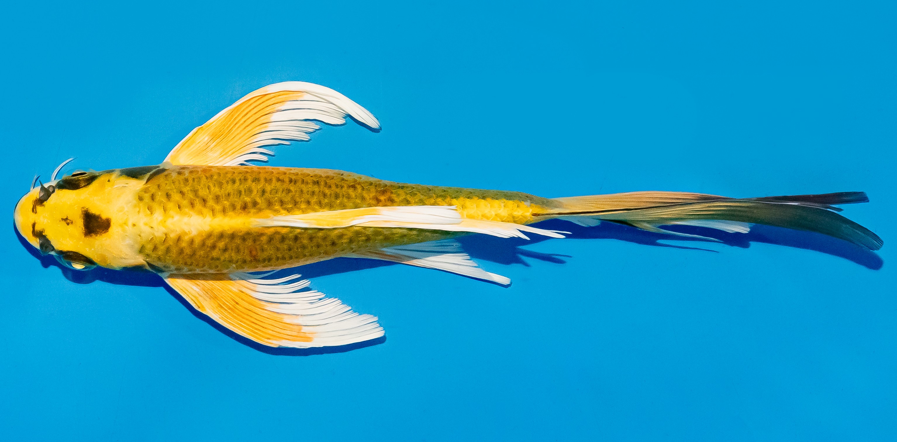 Butterfly Koi 25-30cm Nr. 5602