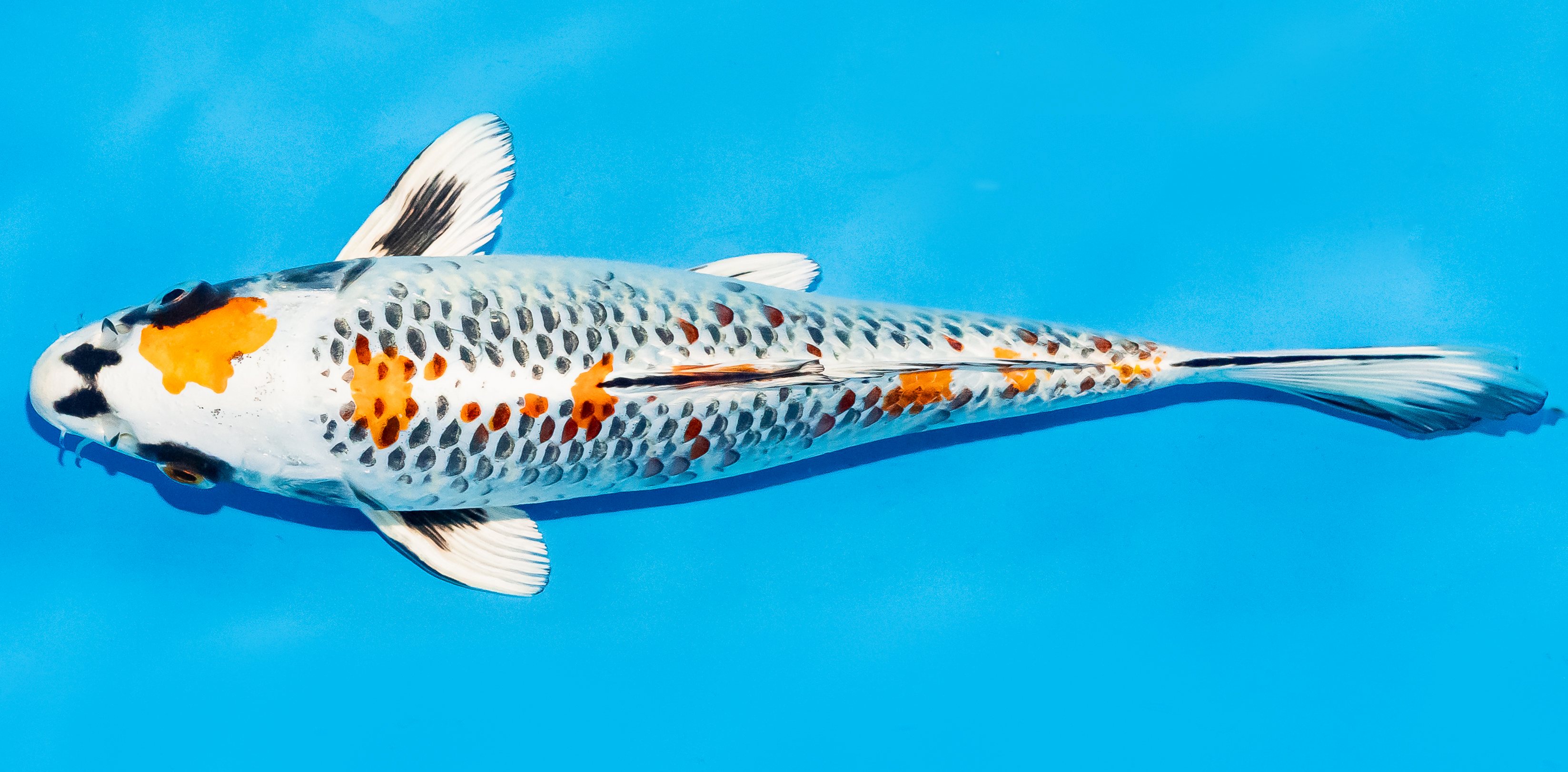 Koi 25-30cm Nr. 7923