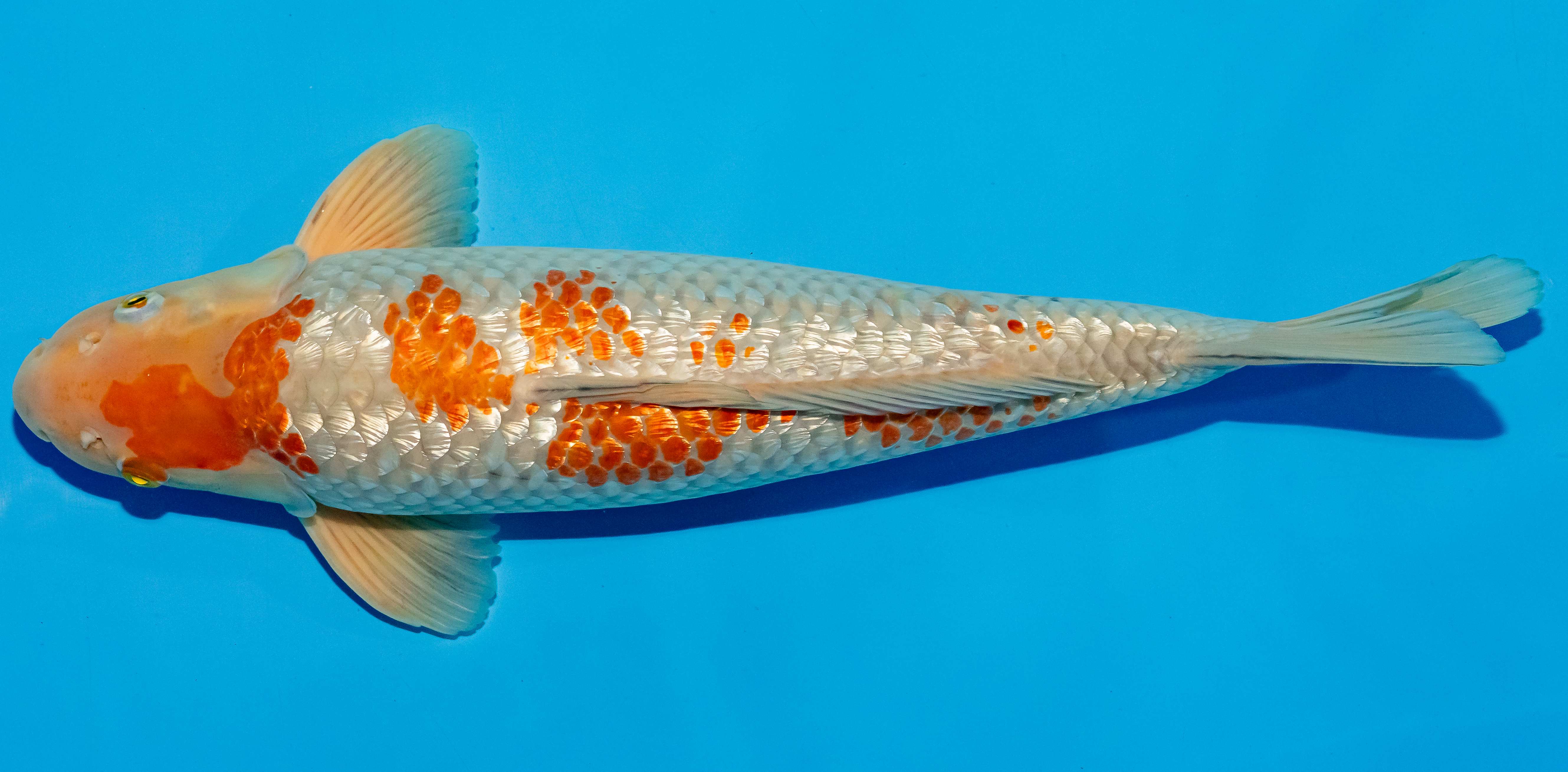 Koi 40-45cm Nr. 4907