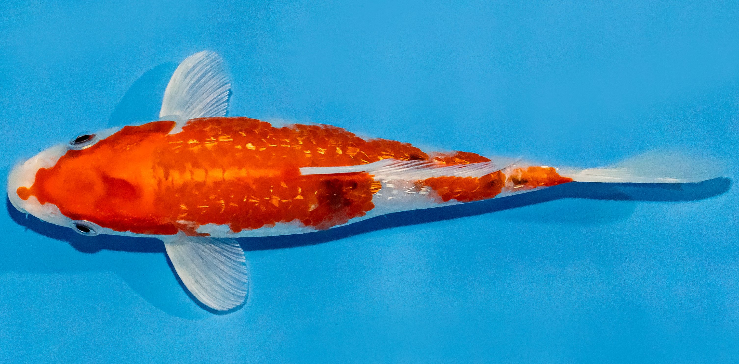 Koi 17-20cm Nr. 2230