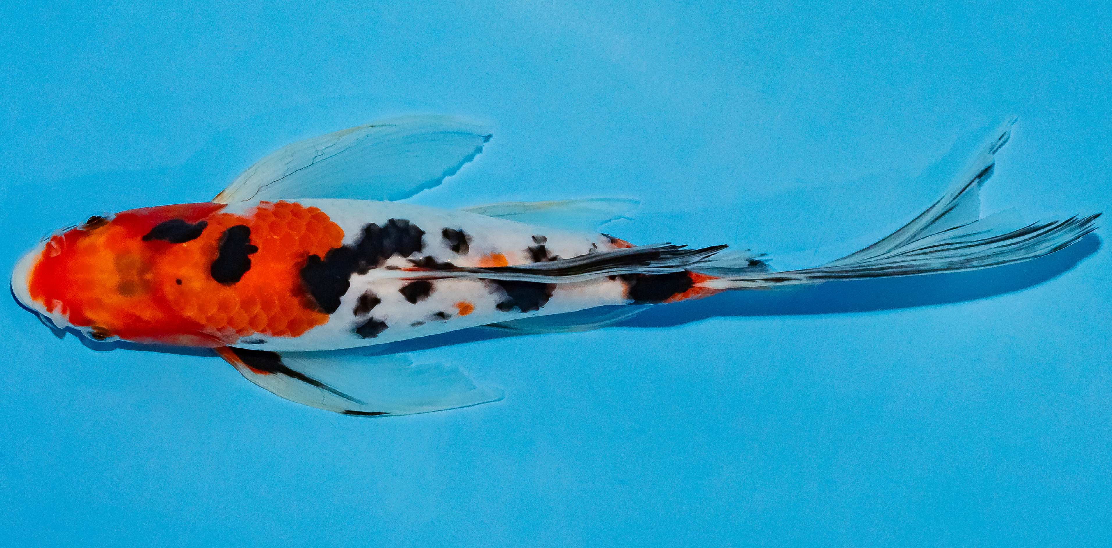 Butterfly Koi 25-30cm Nr. 2317