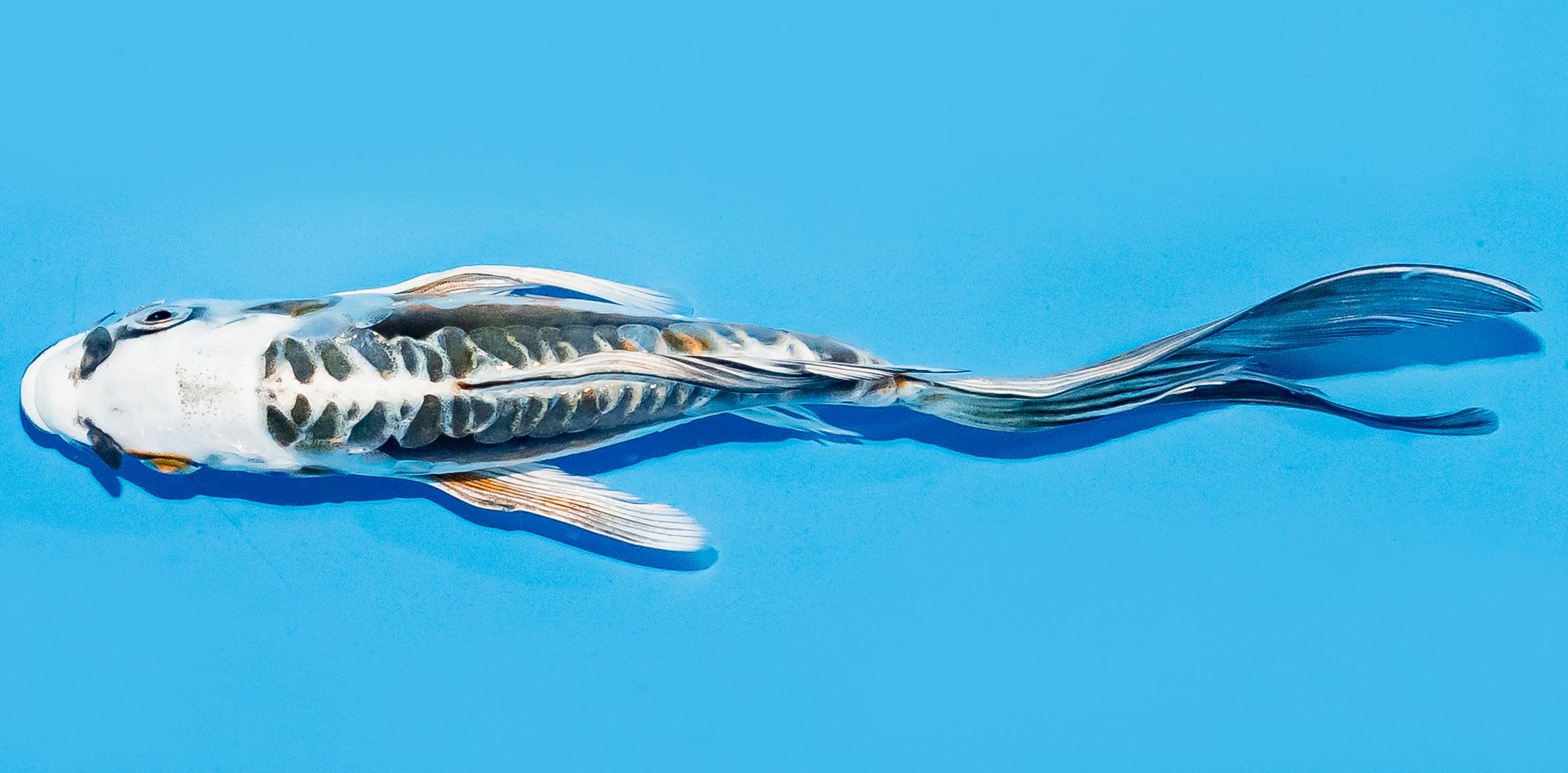 Butterfly Koi 14-17cm Nr. 7447