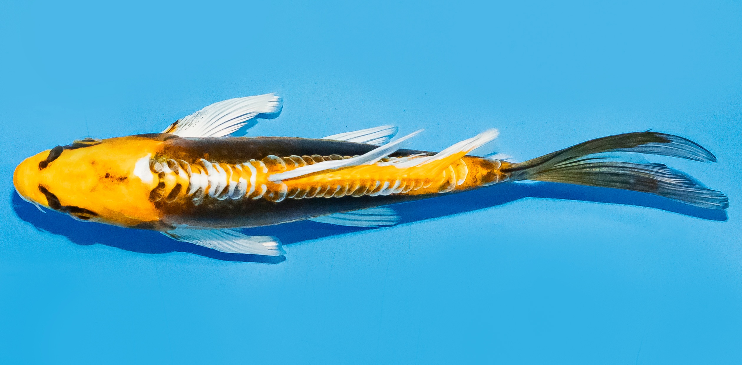 Butterfly Koi 17-20cm Nr. 6961