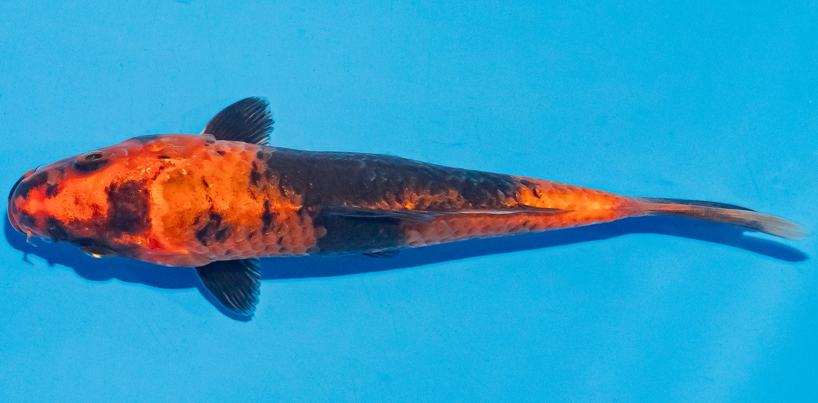 Koi 17-20cm Nr. 4517