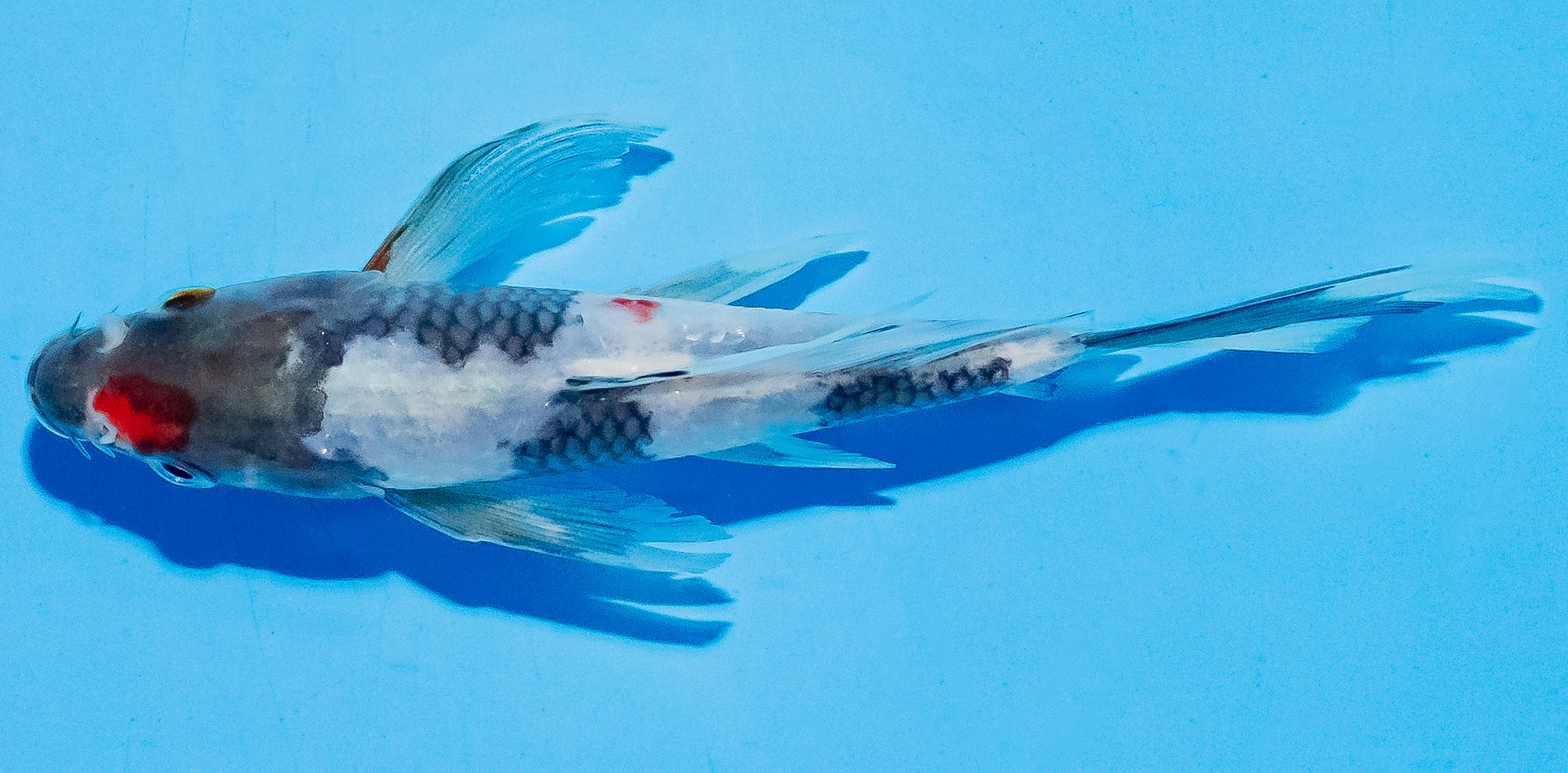 Butterfly Koi 14-17cm Nr. 5721