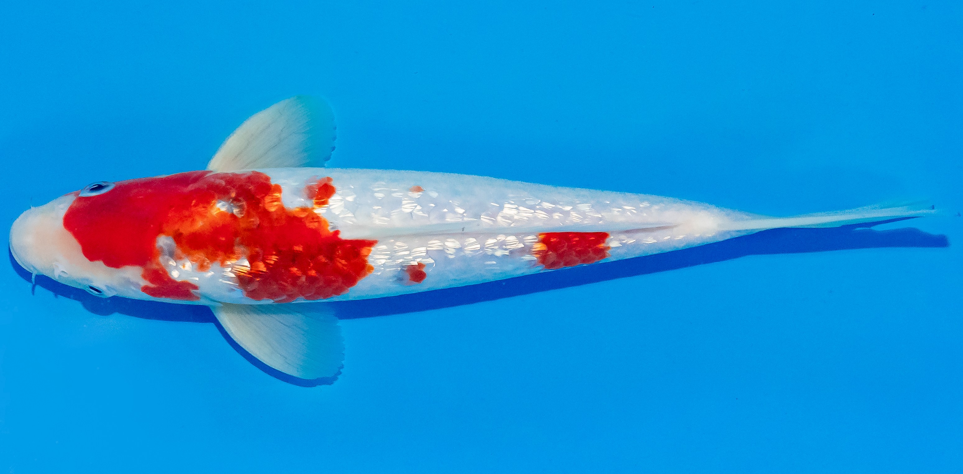 Koi 30-35cm Nr. 3707