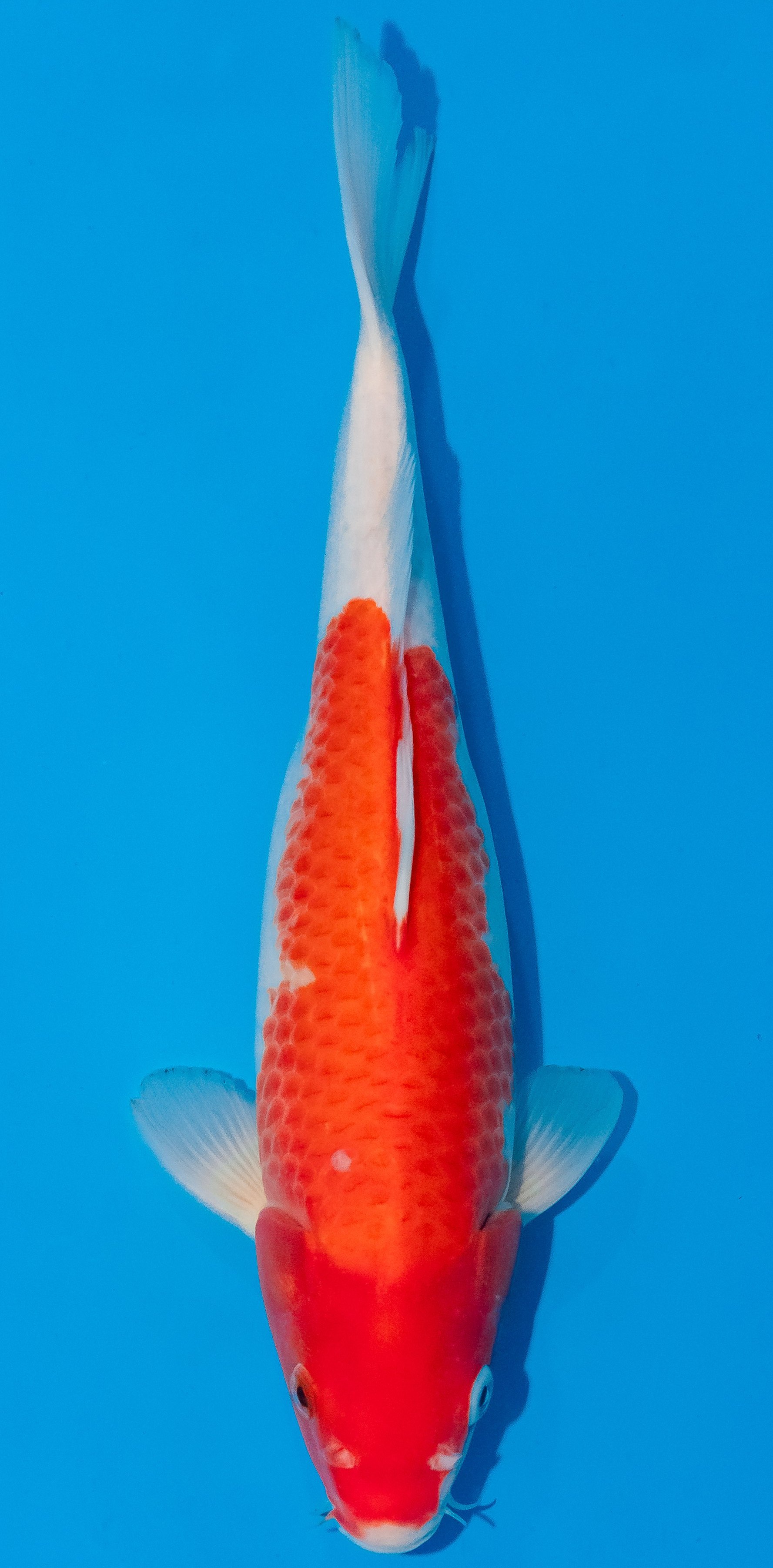 Koi 30-35cm Nr. 1038