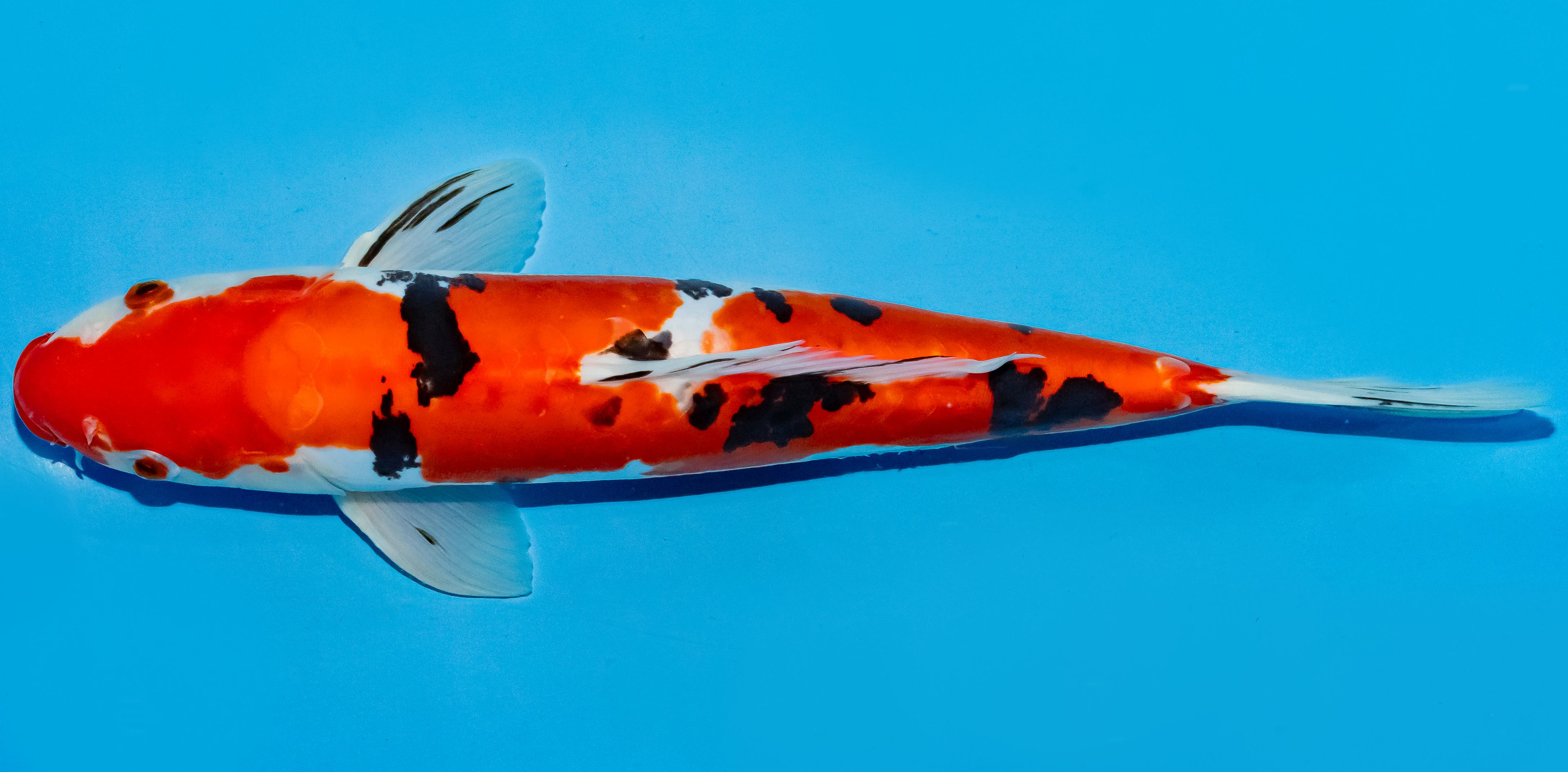 Koi 35-40cm Nr. 5081