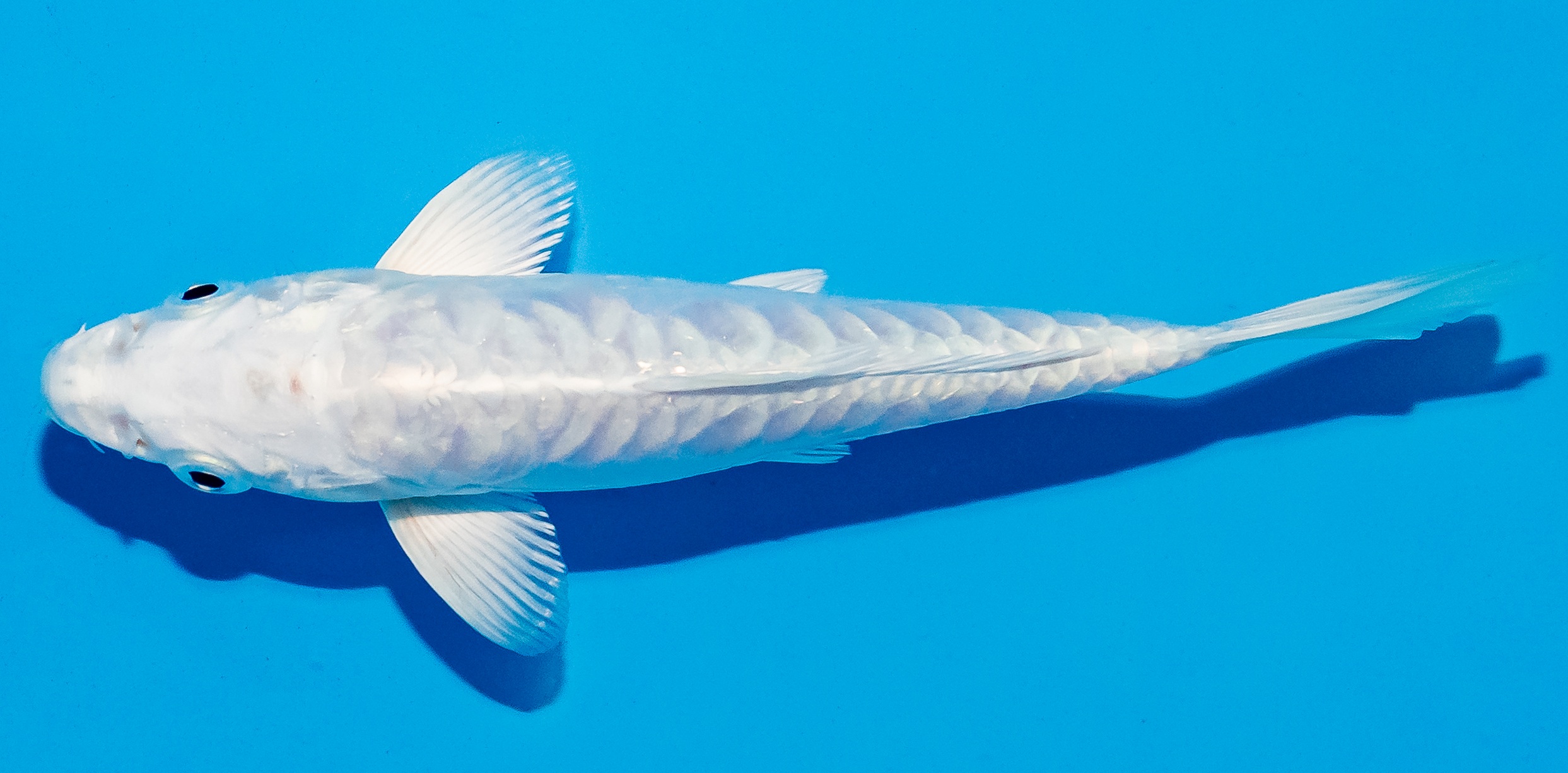 Koi 14-17cm Nr. 4717