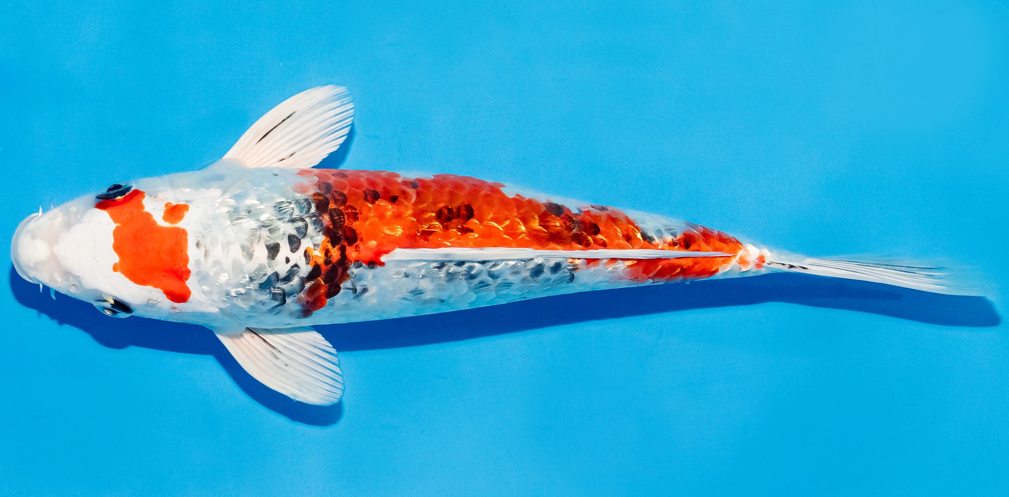 Koi 25-30cm Nr. 6264