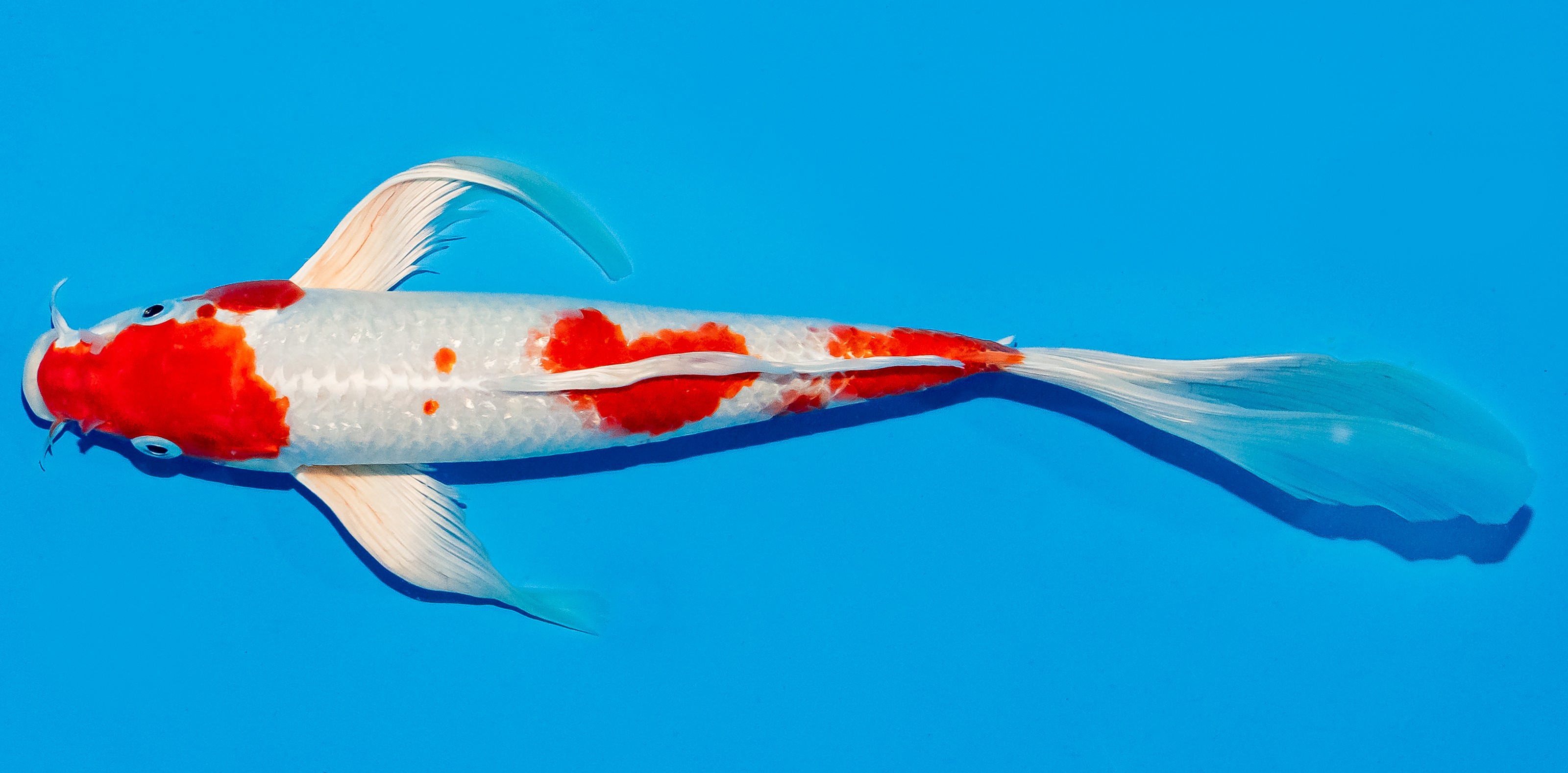 Butterfly Koi 25-30cm Nr. 6418