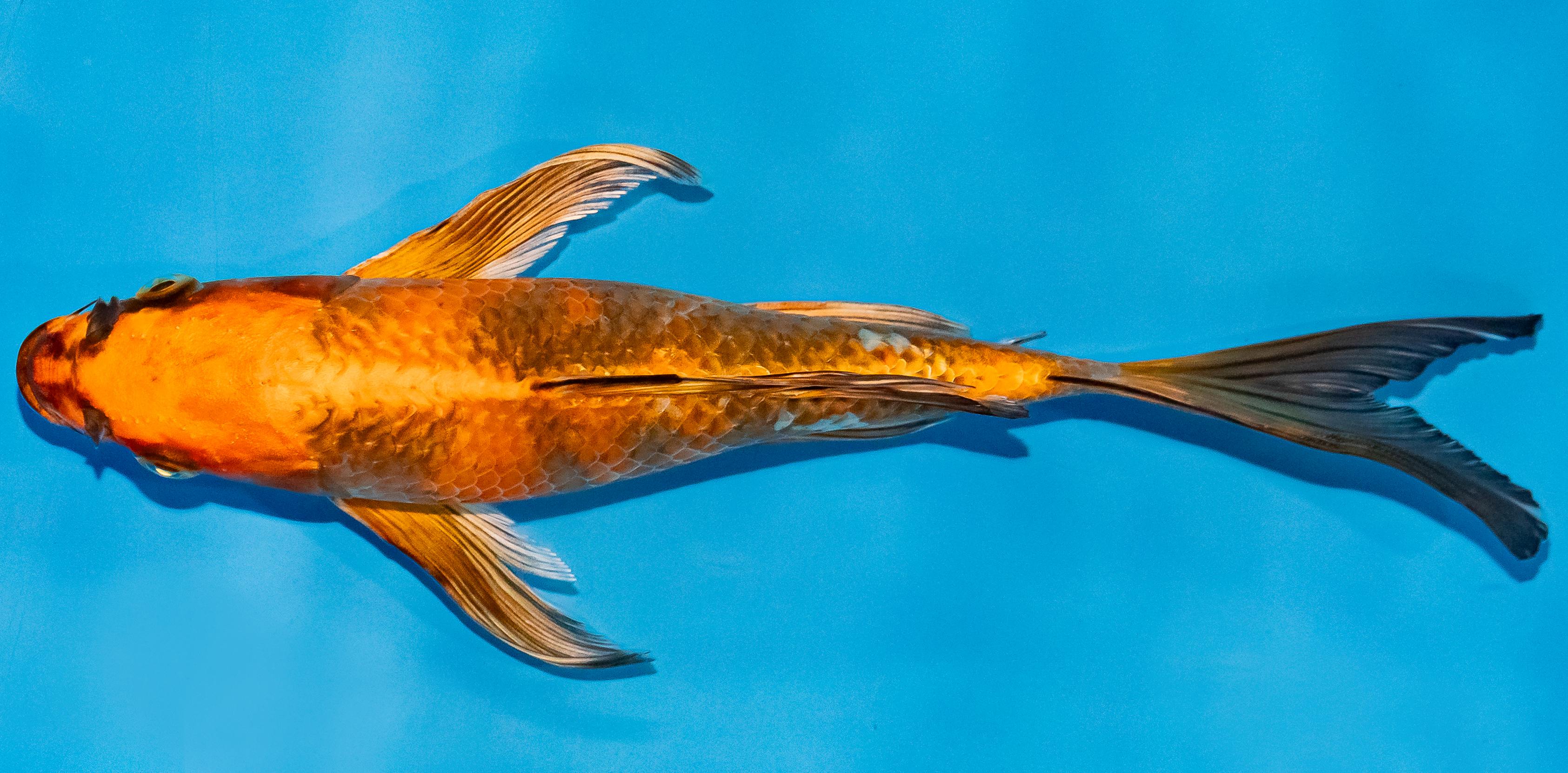Butterfly Koi 25-30cm Nr. 2347