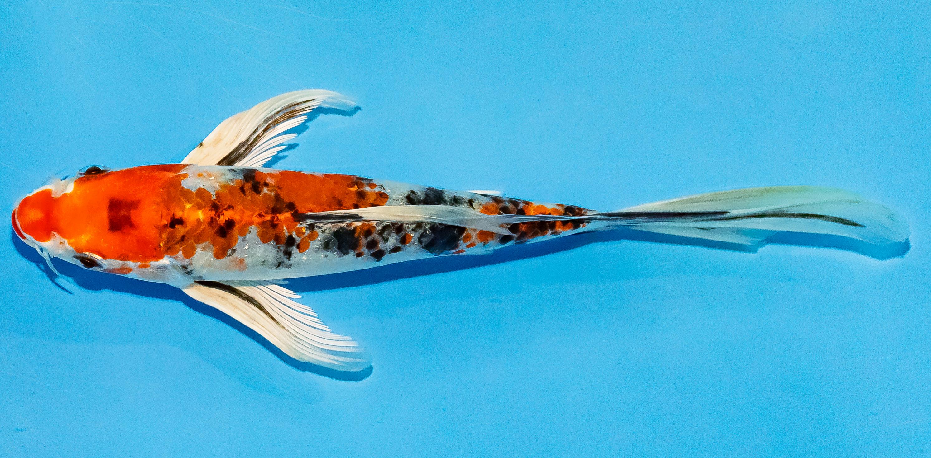 Butterfly Koi 20-25cm Nr. 3307