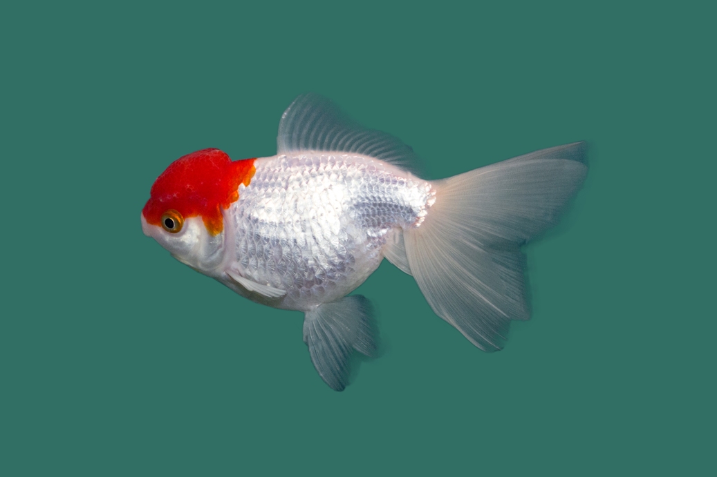 Schleierschwanz Red Cap