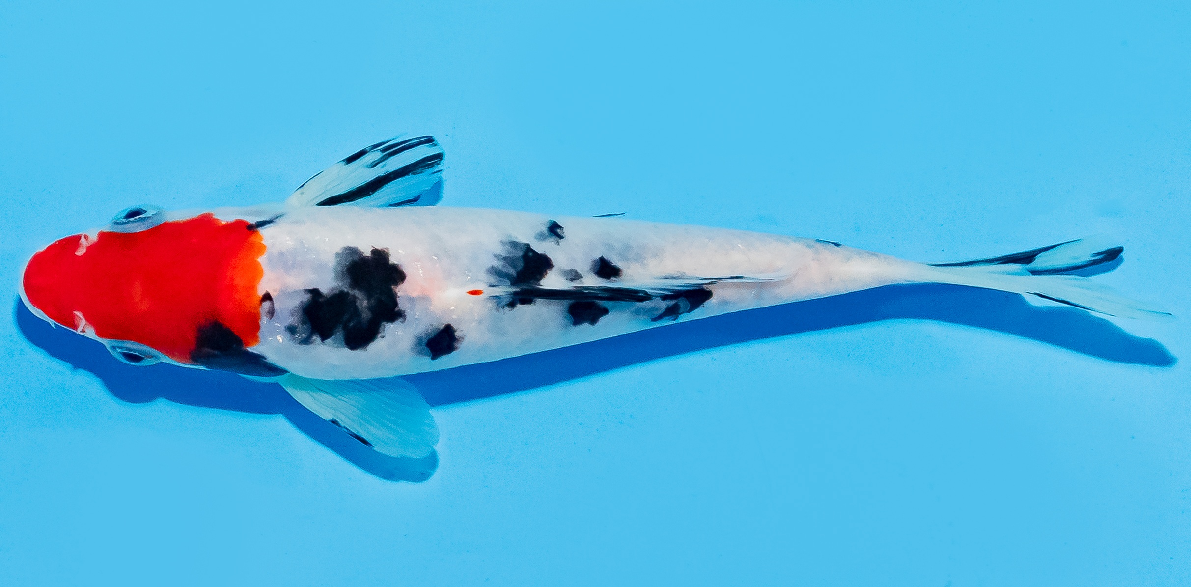 Koi 17-20cm Nr. 8795