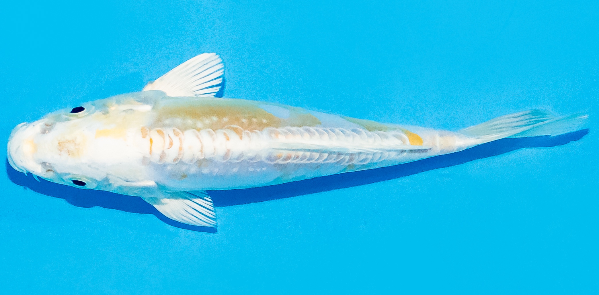 Hariwake Koi von oben mit metallisch weißen und goldgelben Flächen