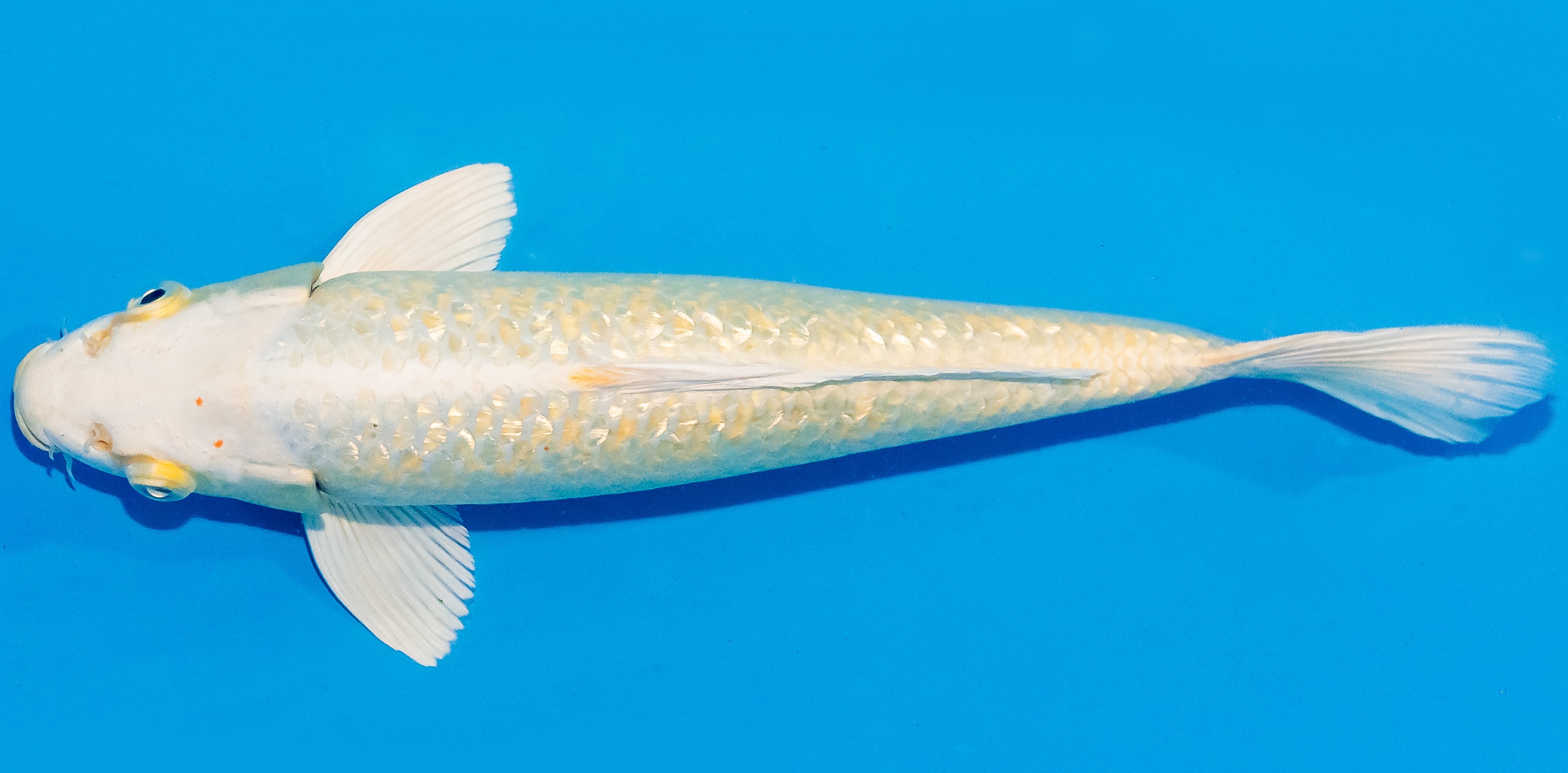 Koi 30-35cm Nr. 1320