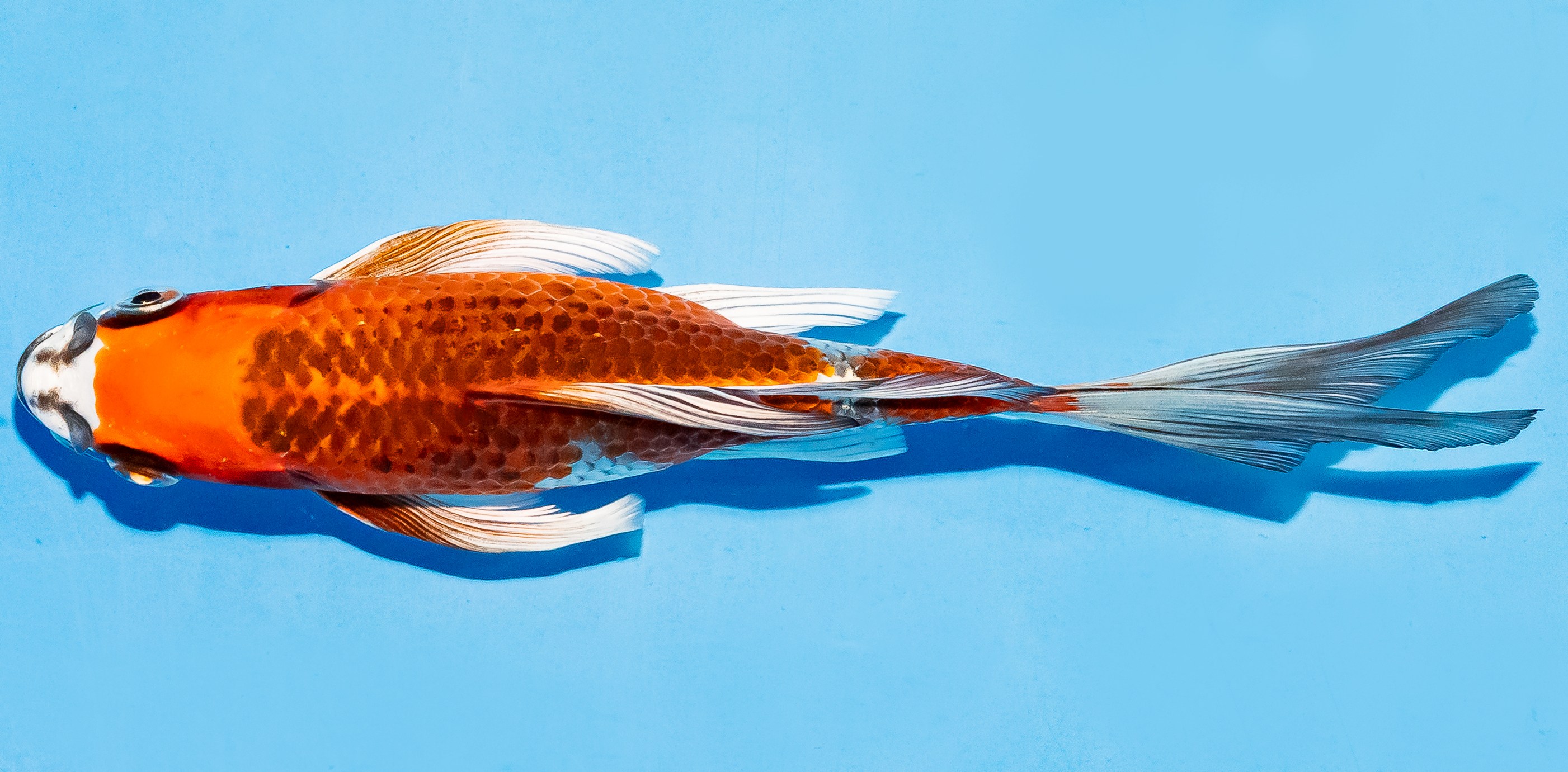 Butterfly Koi 17-20cm Nr. 5919