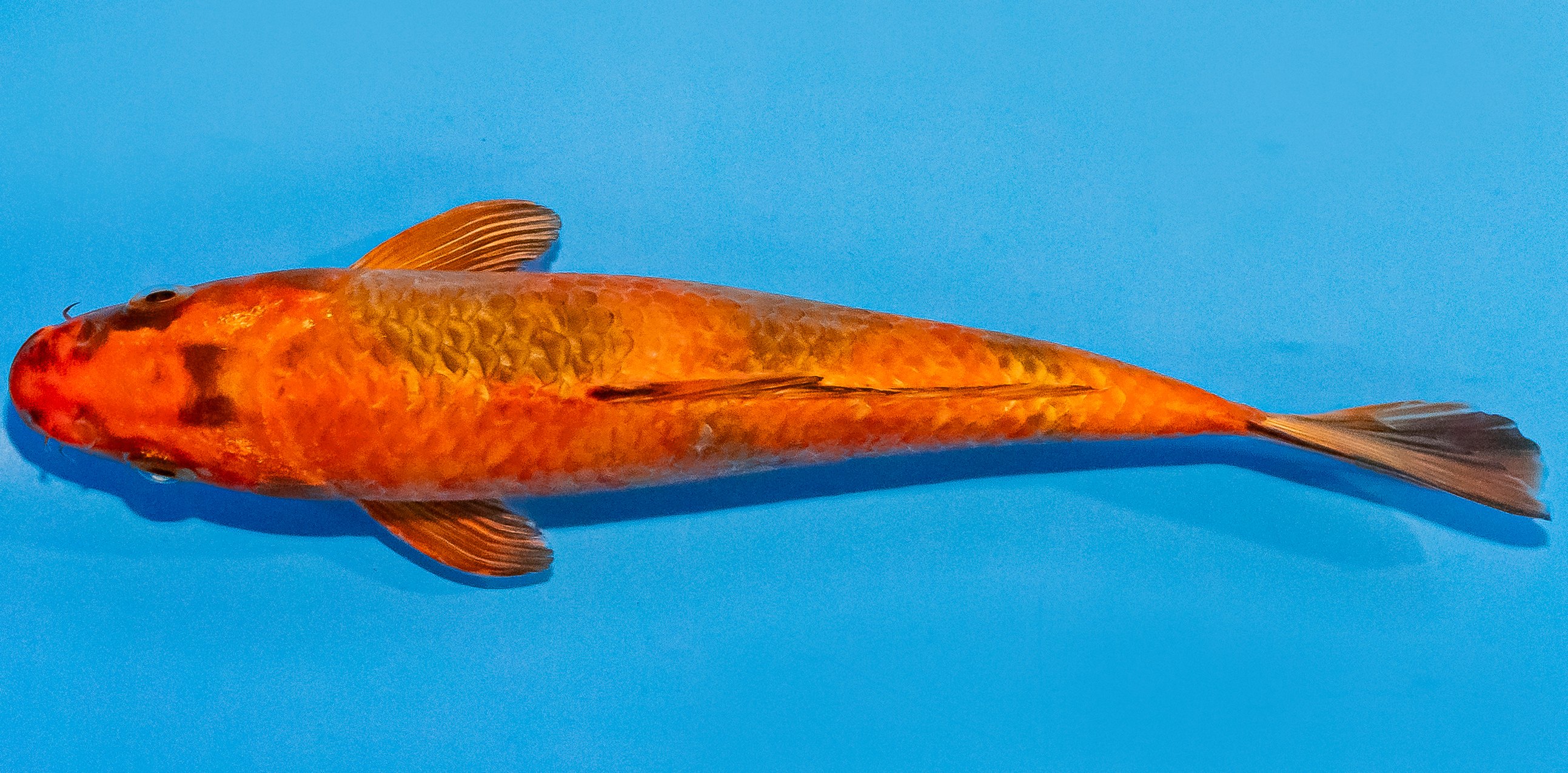 Koi 20-25cm Nr. 1843