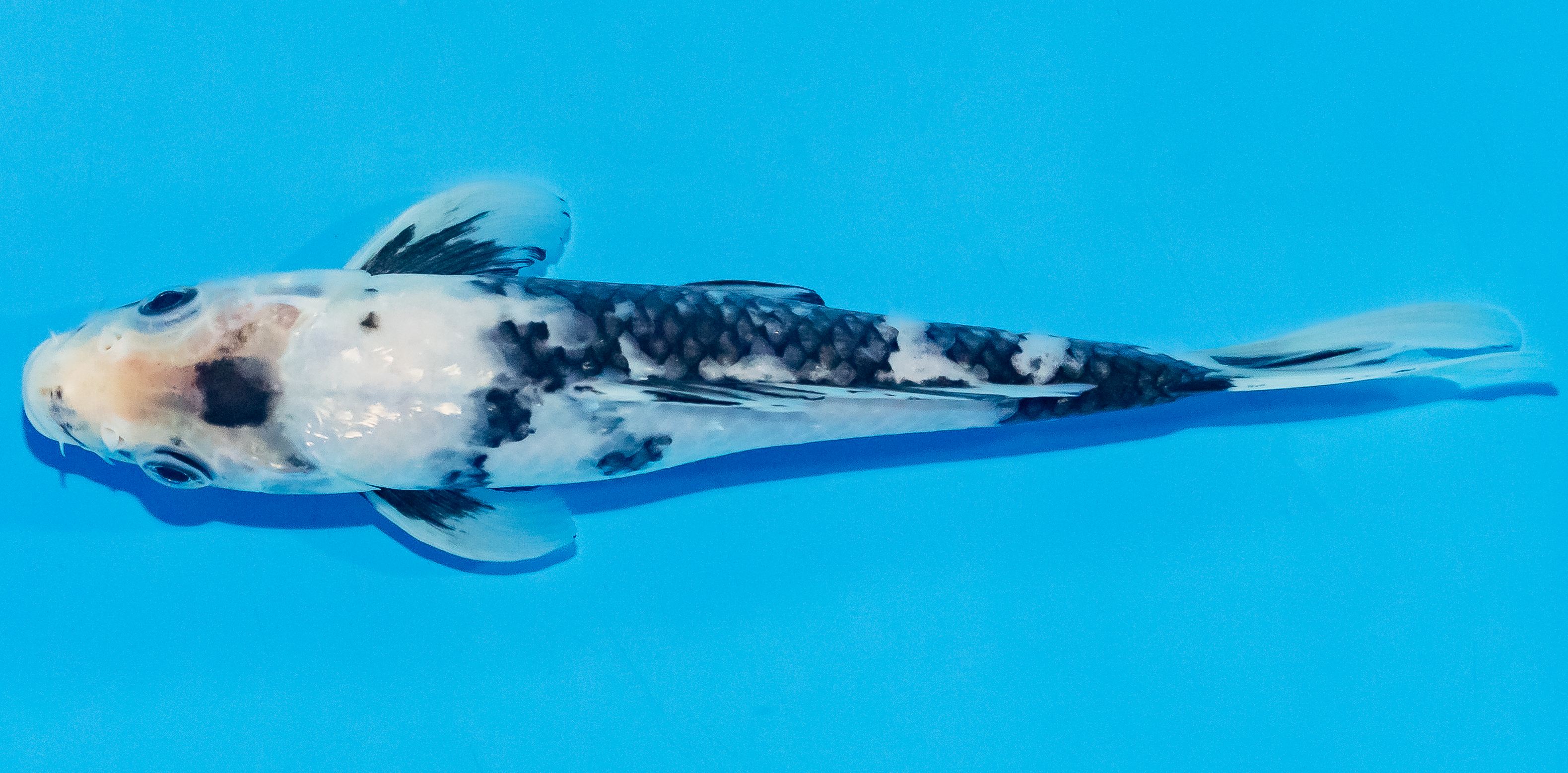 Koi 17-20cm Nr. 3305