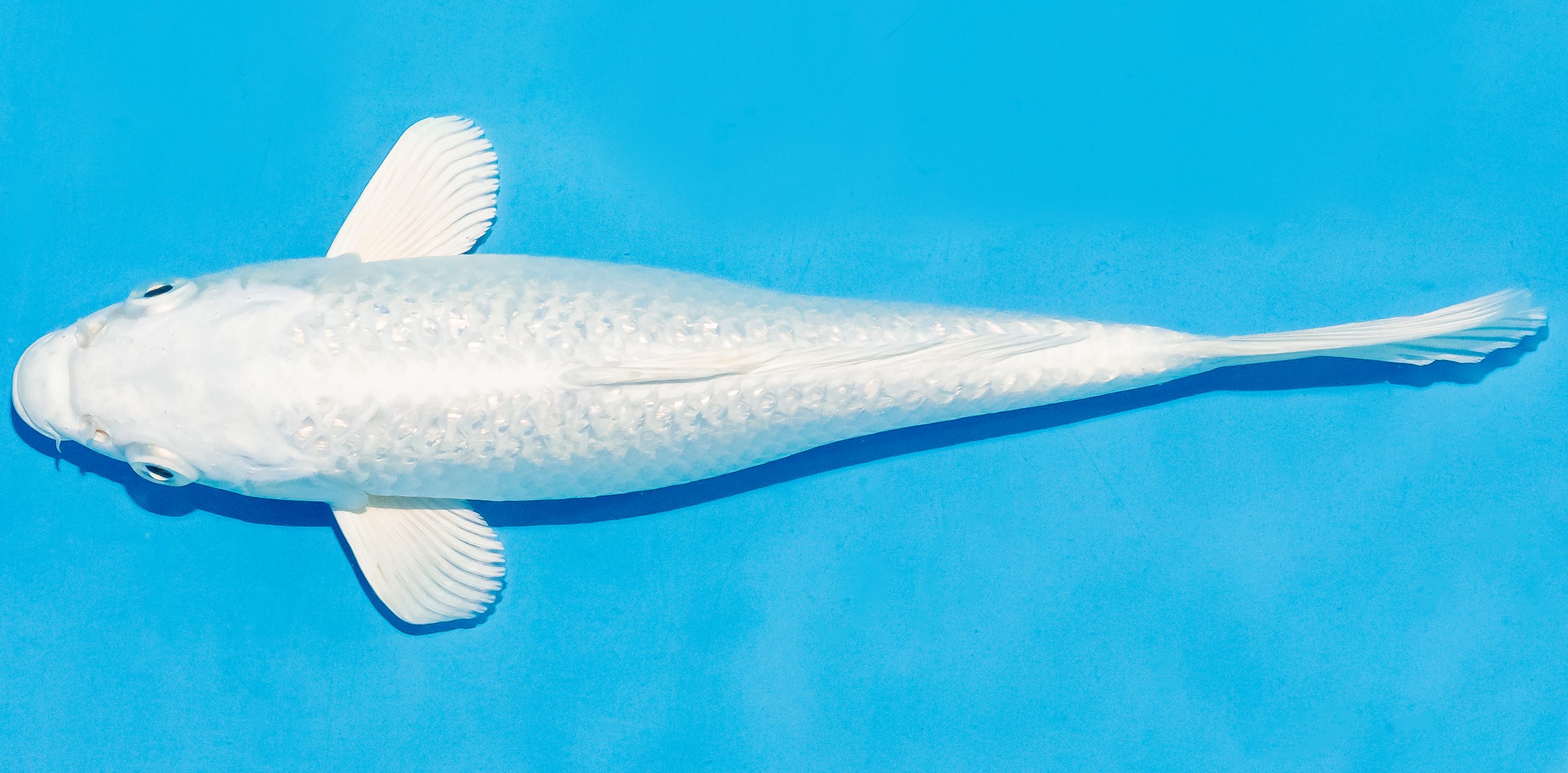 Koi 20-25cm Nr. 6008