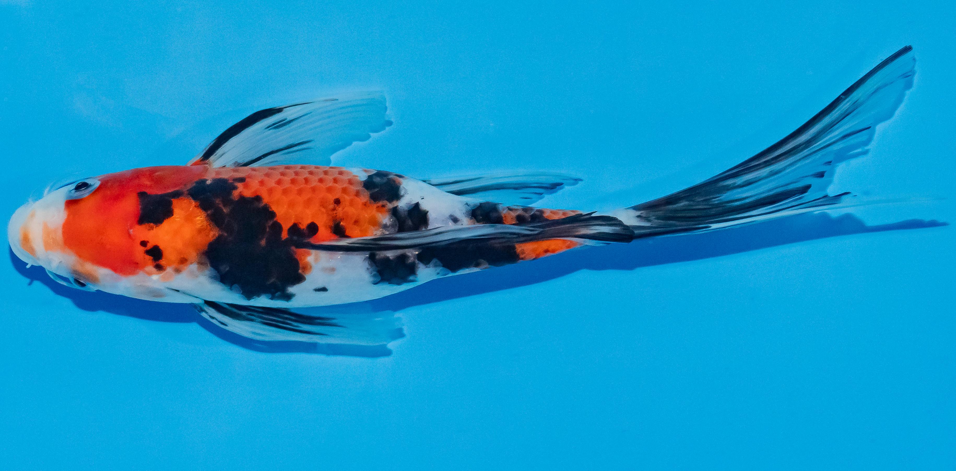 Butterfly Koi 25-30cm Nr. 2342
