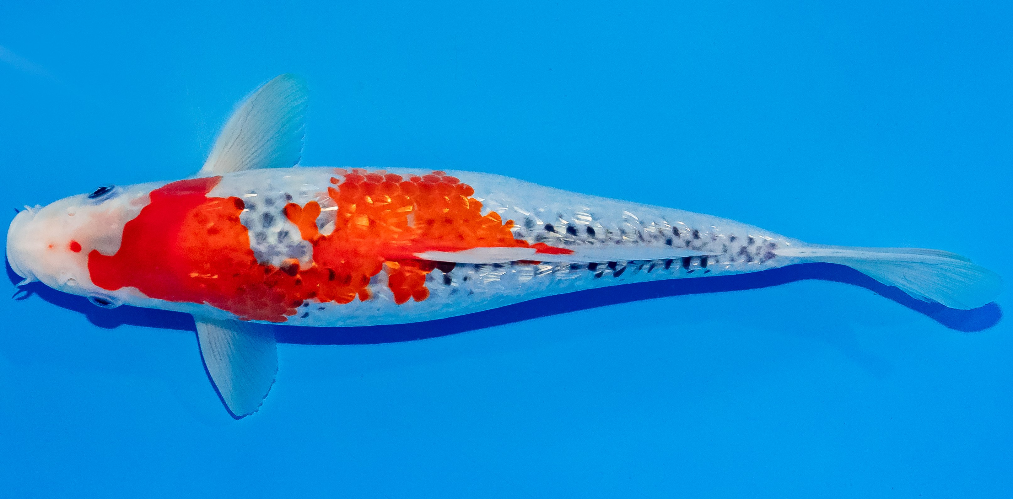 Koi 30-35cm Nr. 3711