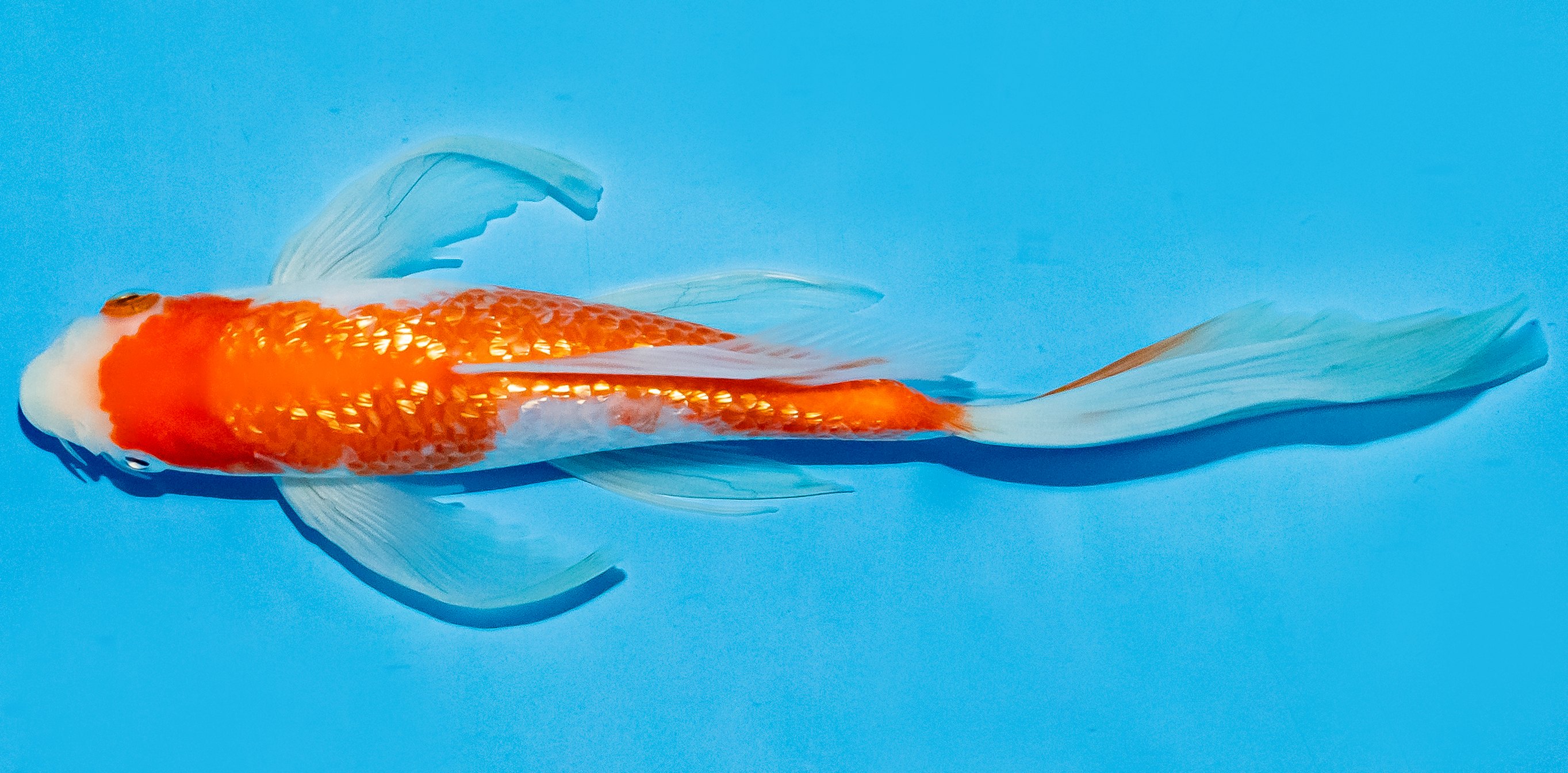 Butterfly Koi 20-25cm Nr. 8556