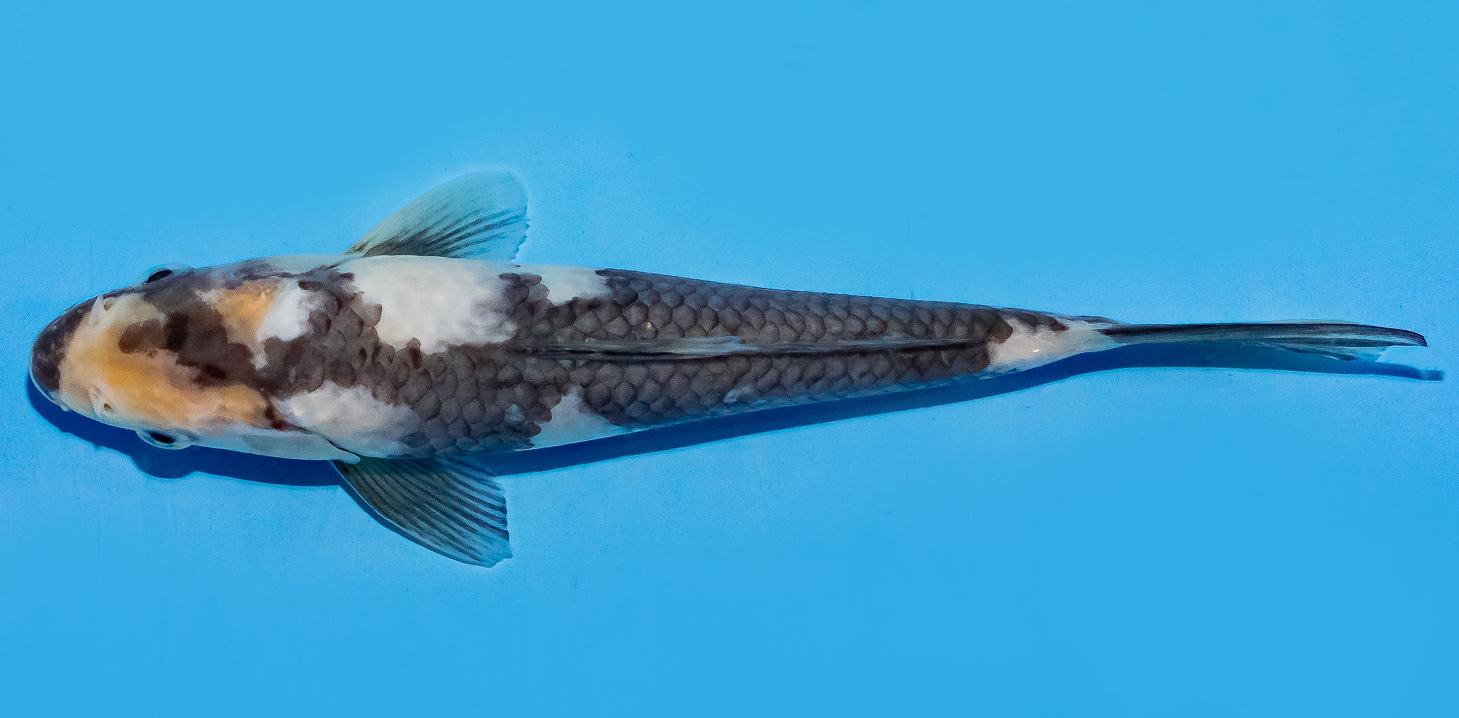 Koi 20-25cm Nr. 8650