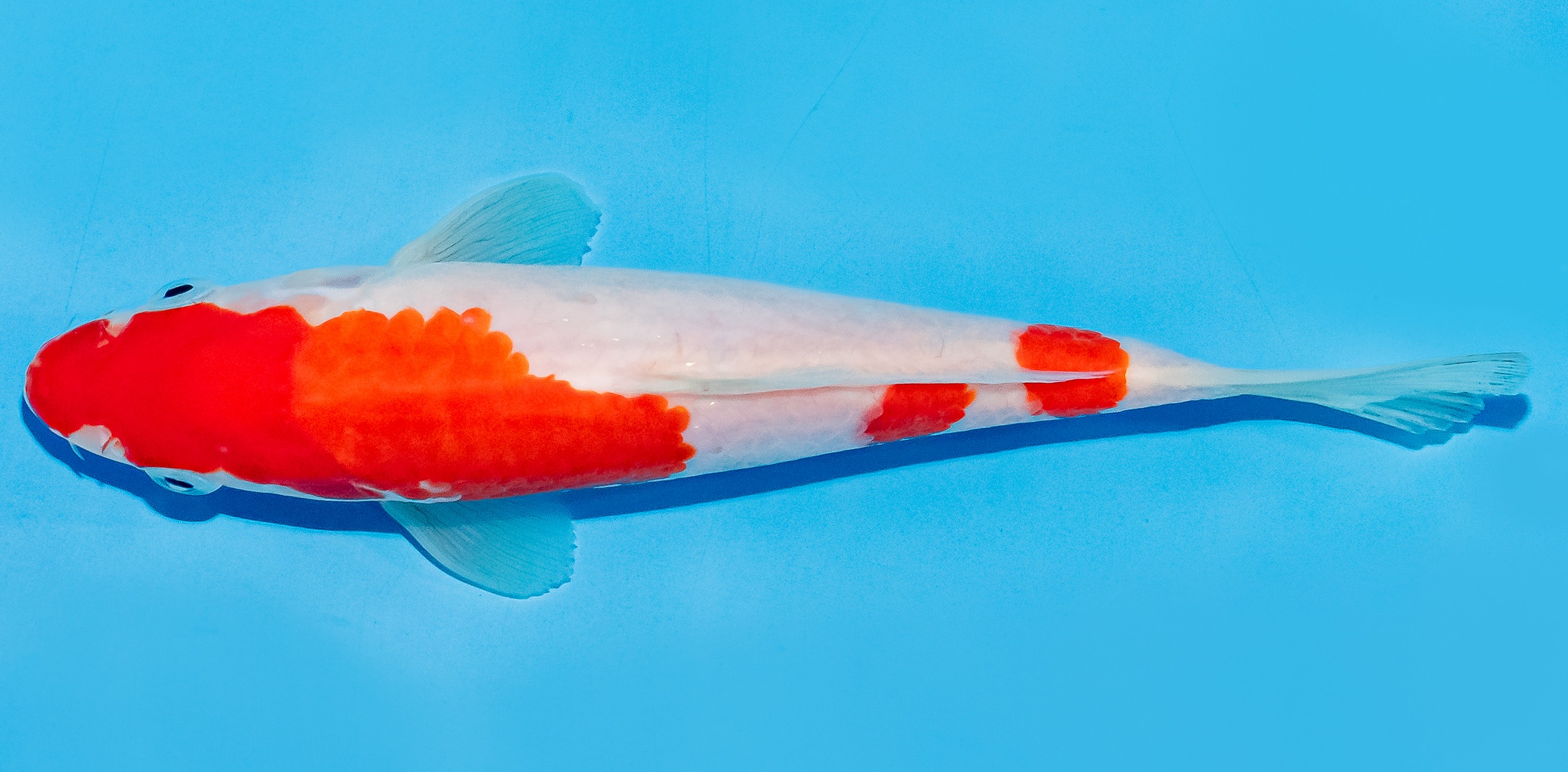 Koi 17-20cm Nr. 7263