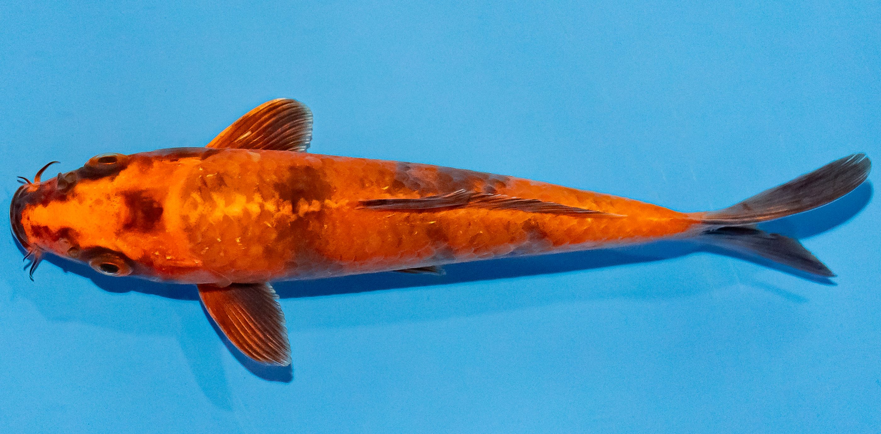 Koi 14-17cm Nr. 2743