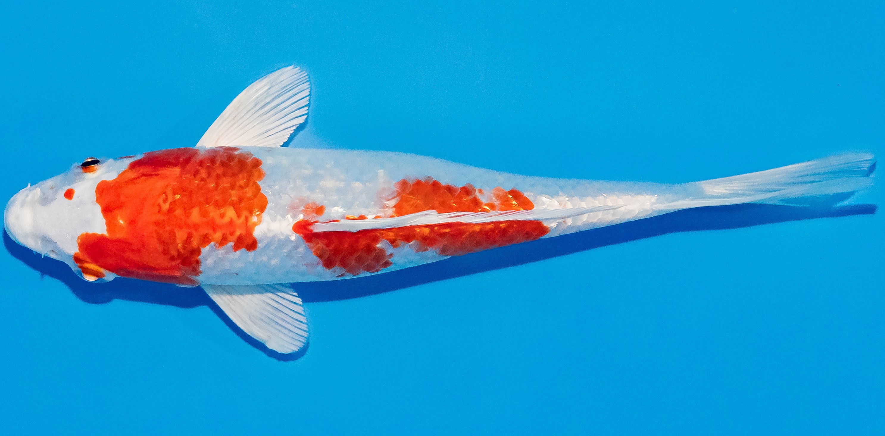 Koi 17-20cm Nr. 2080