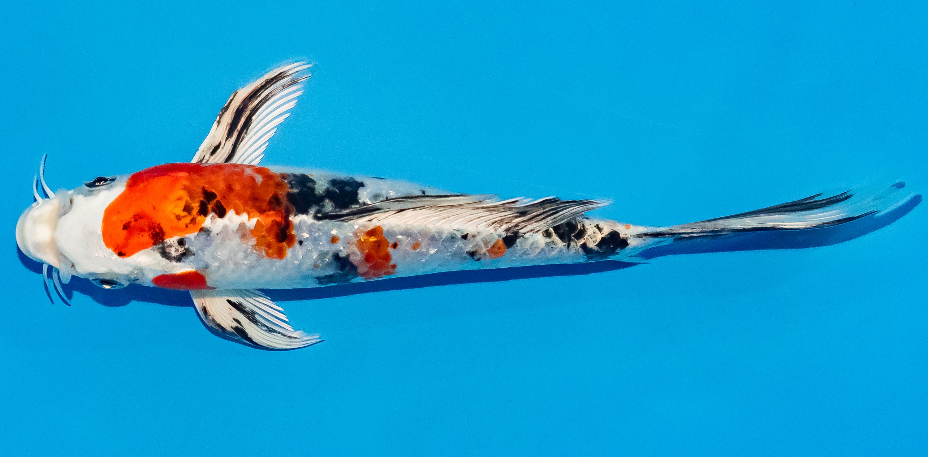 Butterfly Koi 20-25cm Nr. 3418