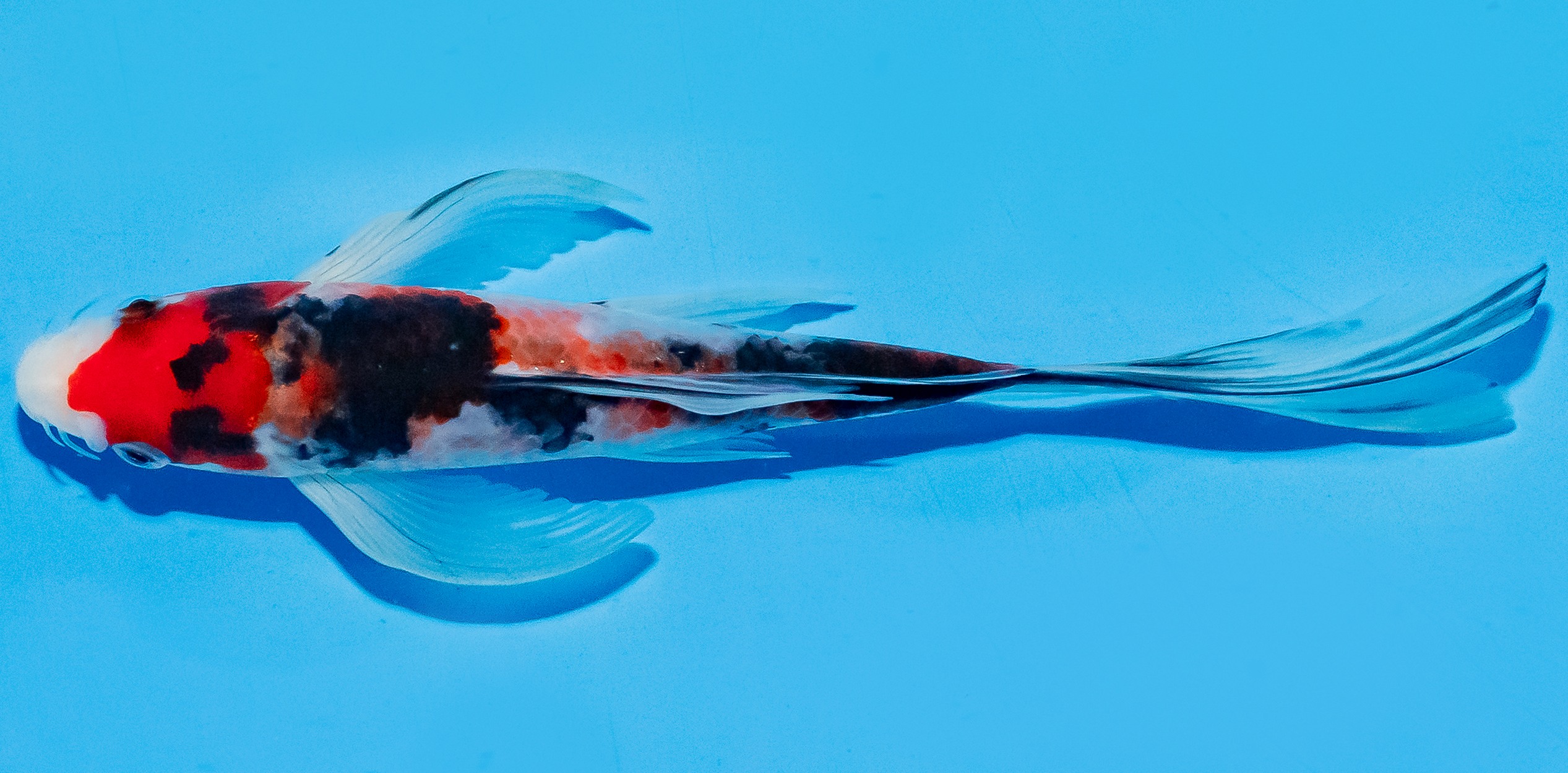 Butterfly Koi 20-25cm Nr. 8546