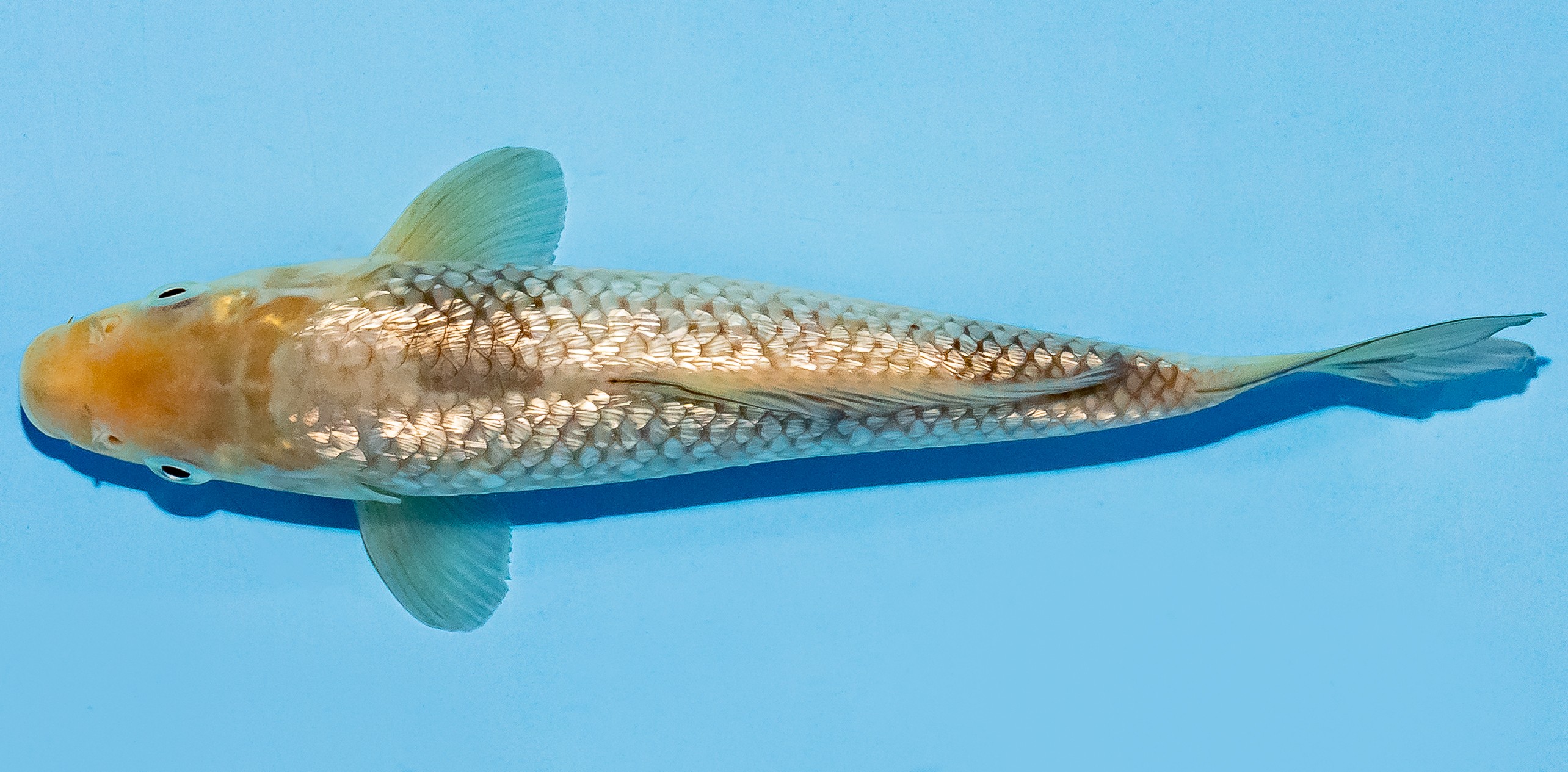 Koi 17-20cm Nr. 7710