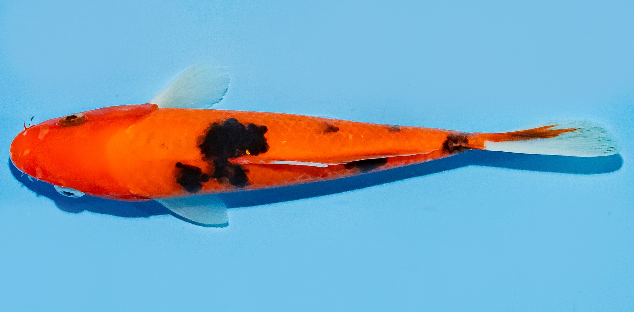 Koi 17-20cm Nr. 7804