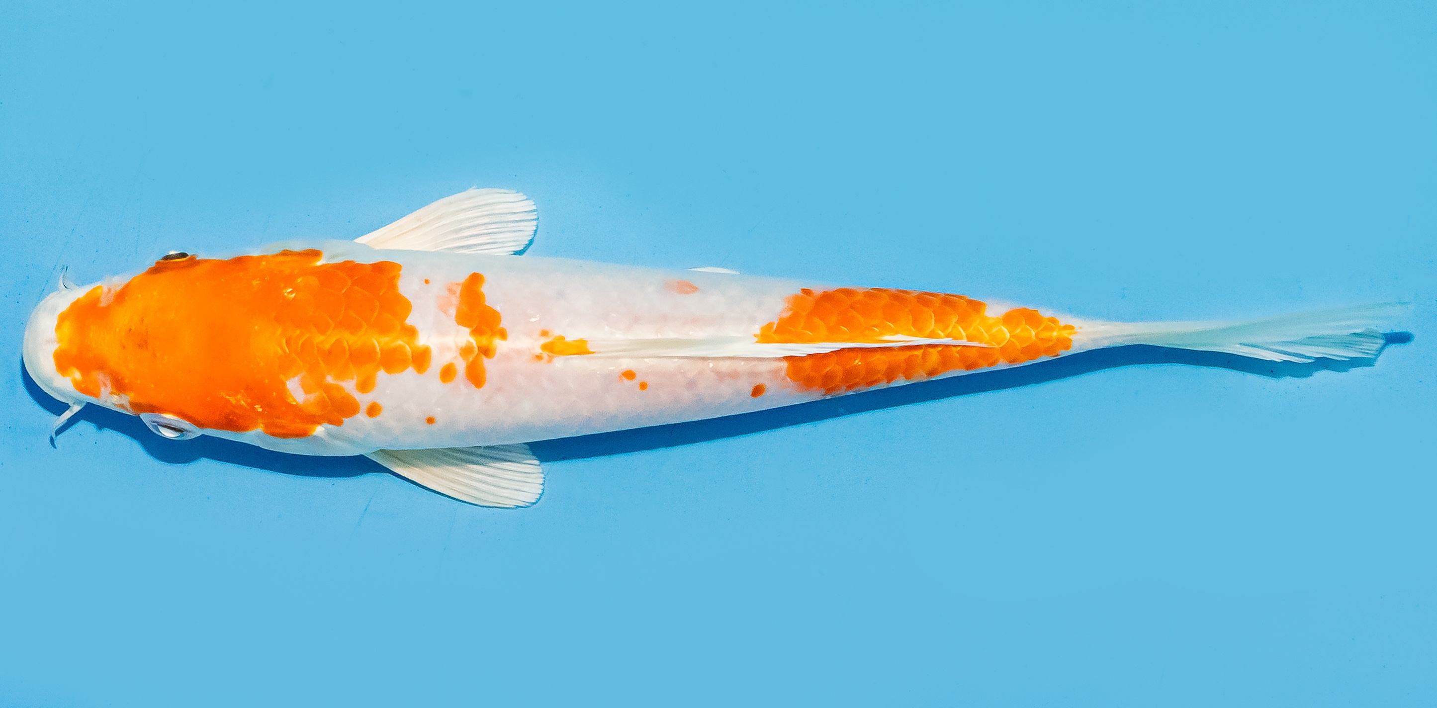 Koi 20-25cm Nr. 8406