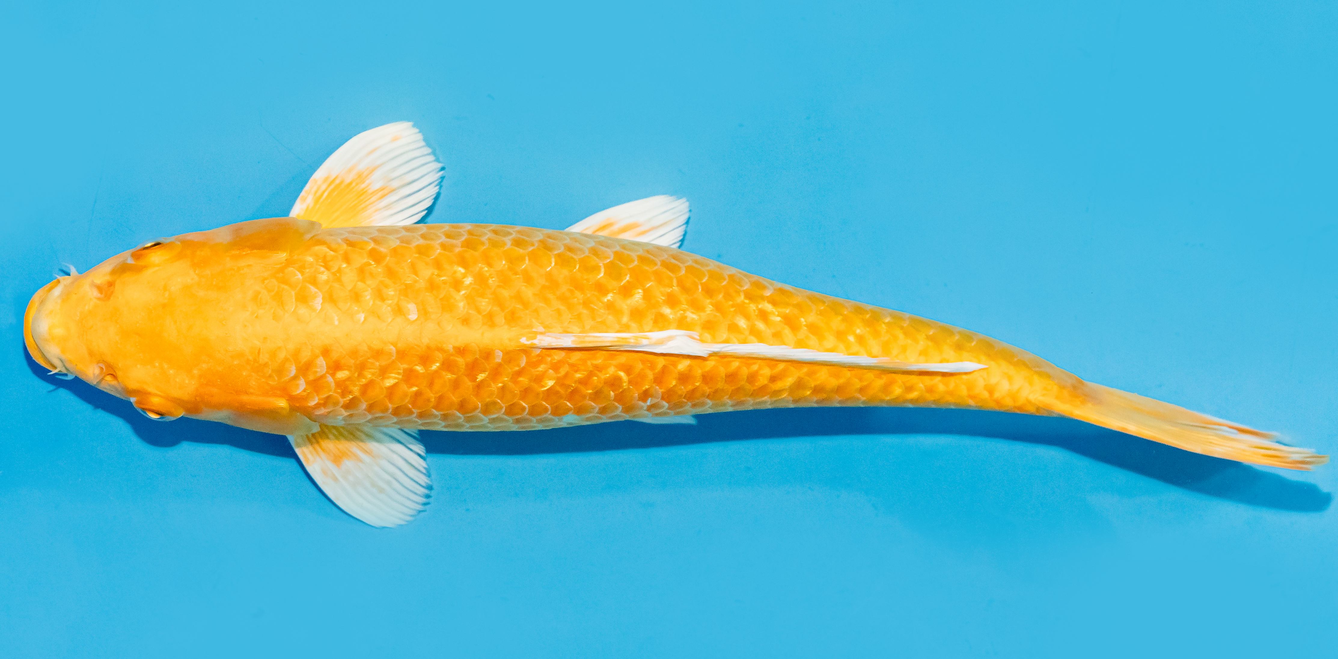 Koi 30-35cm Nr. 7658