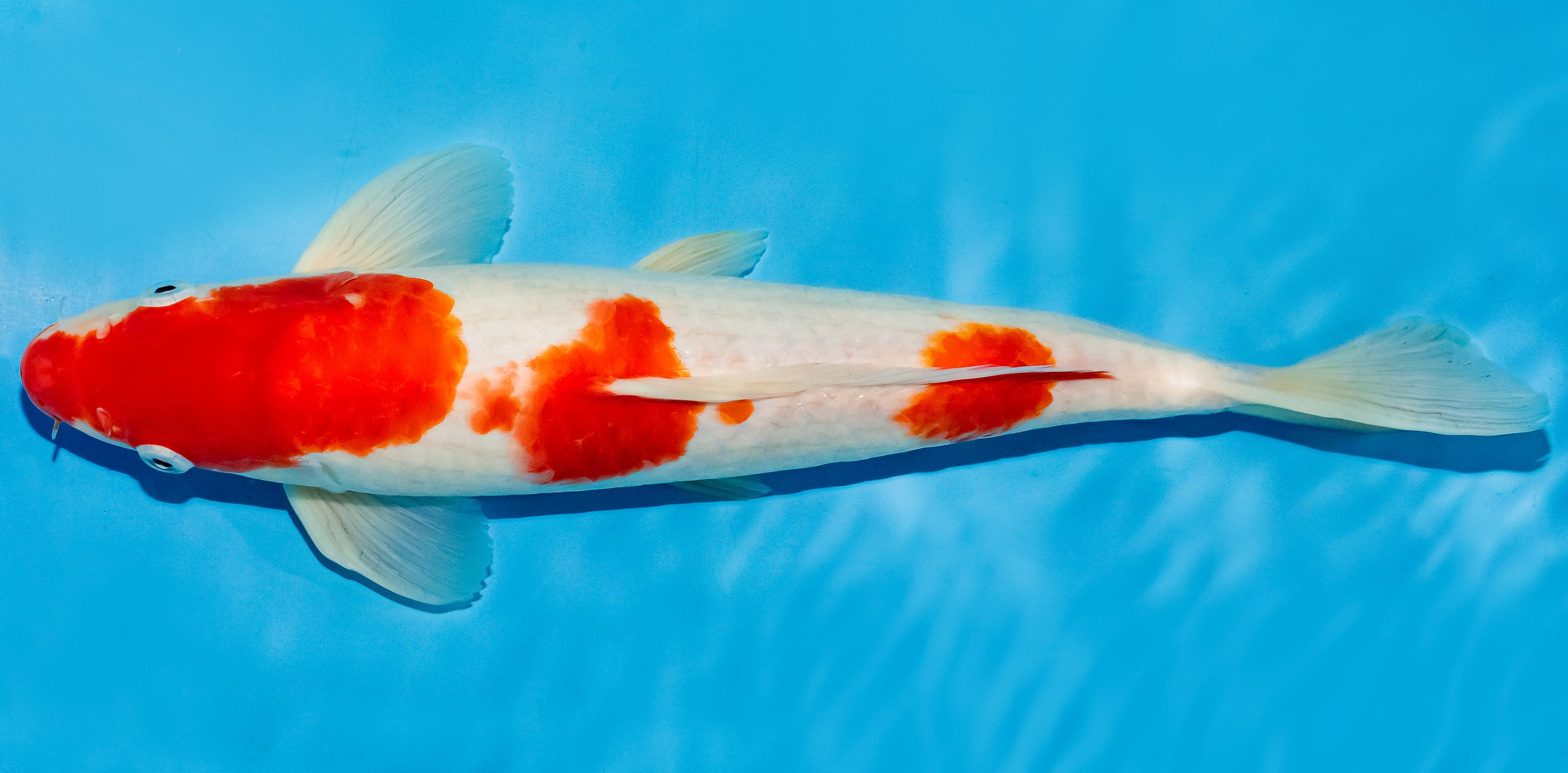 Koi 30-35cm Nr. 6349