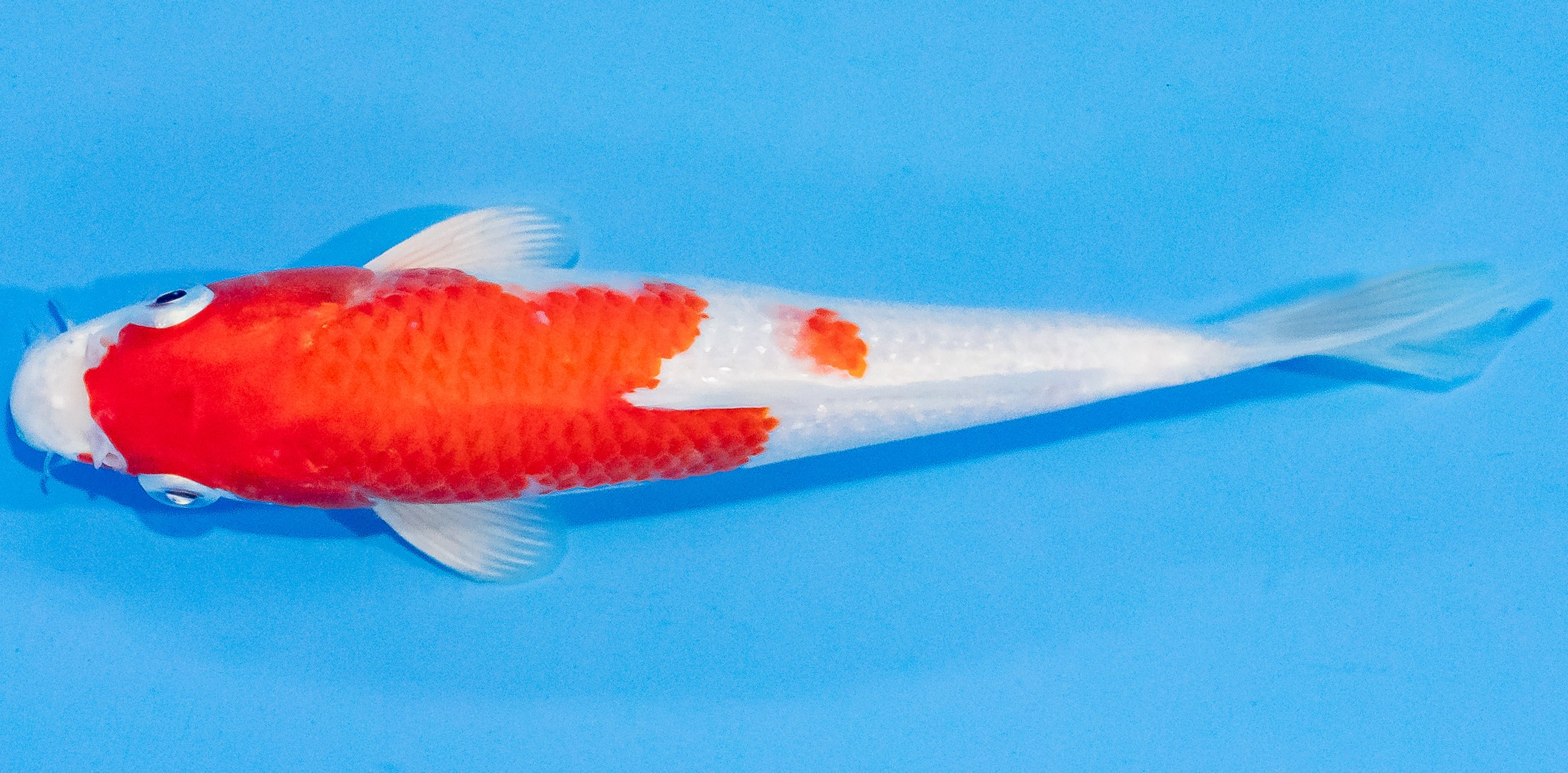 Koi 20-25cm Nr. 1871